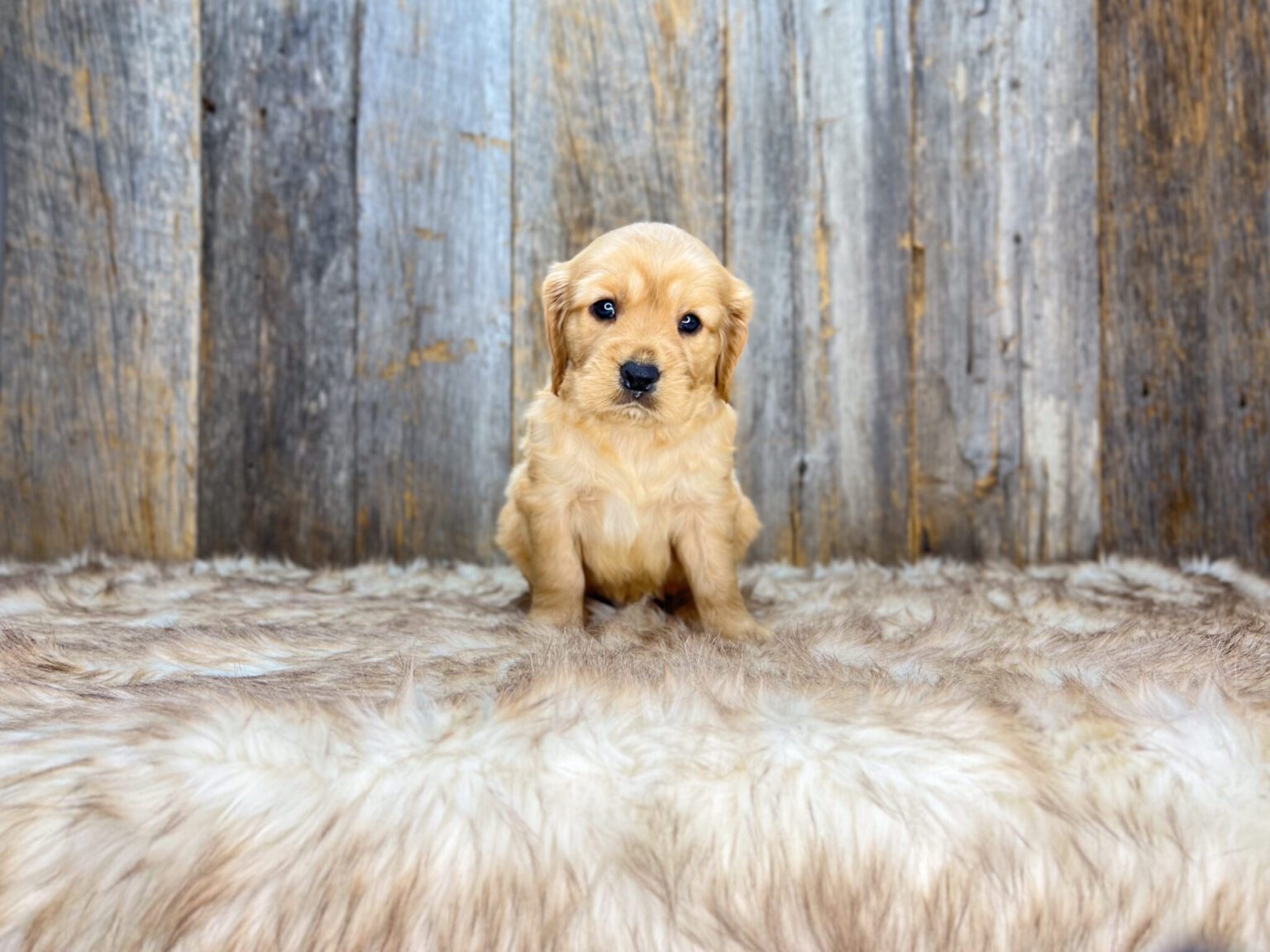 I am just a tiny baby and would love to join your family soon! Of course, you can’t see how cute and curly I will be when I get older, so the Dog Club will send updated photos when I am about 6 to 7 weeks old, if you choose to adopt me. Infant puppy deposits are refundable or transferrable.