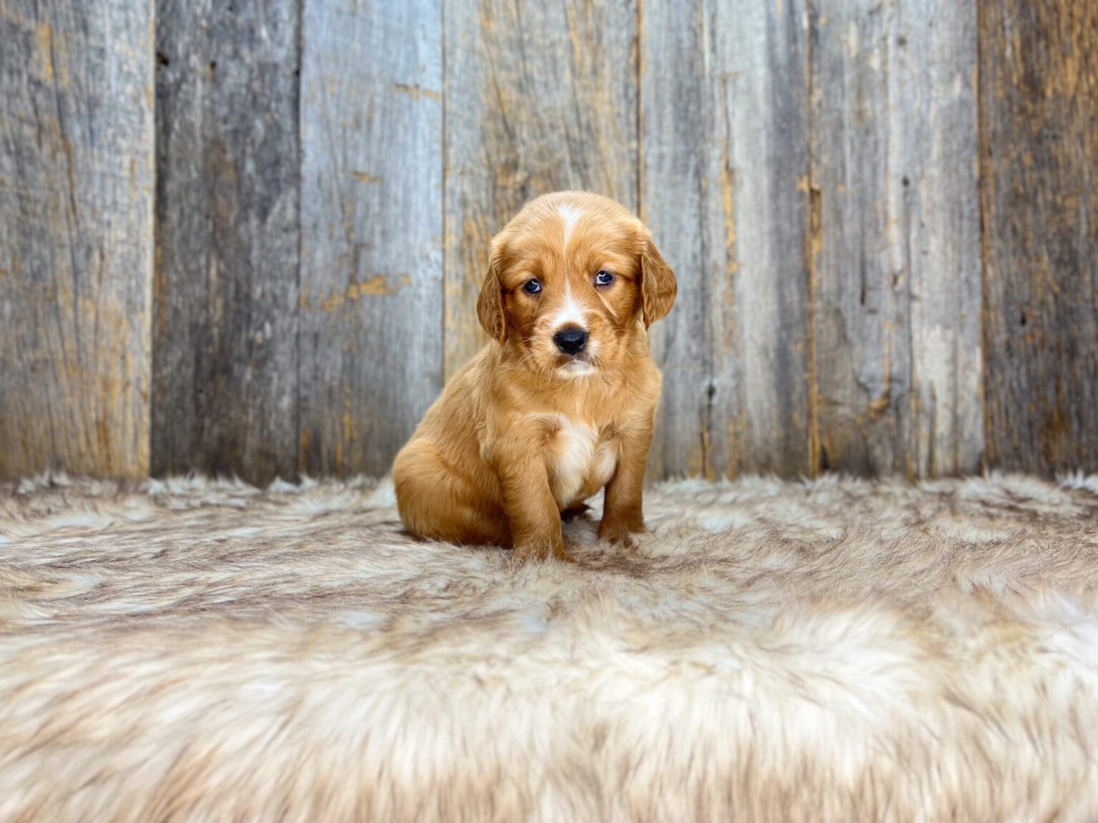 I am just a tiny baby and would love to join your family soon! Of course, you can’t see how cute and curly I will be when I get older, so the Dog Club will send updated photos when I am about 6 to 7 weeks old, if you choose to adopt me. Infant puppy deposits are refundable or transferrable.
