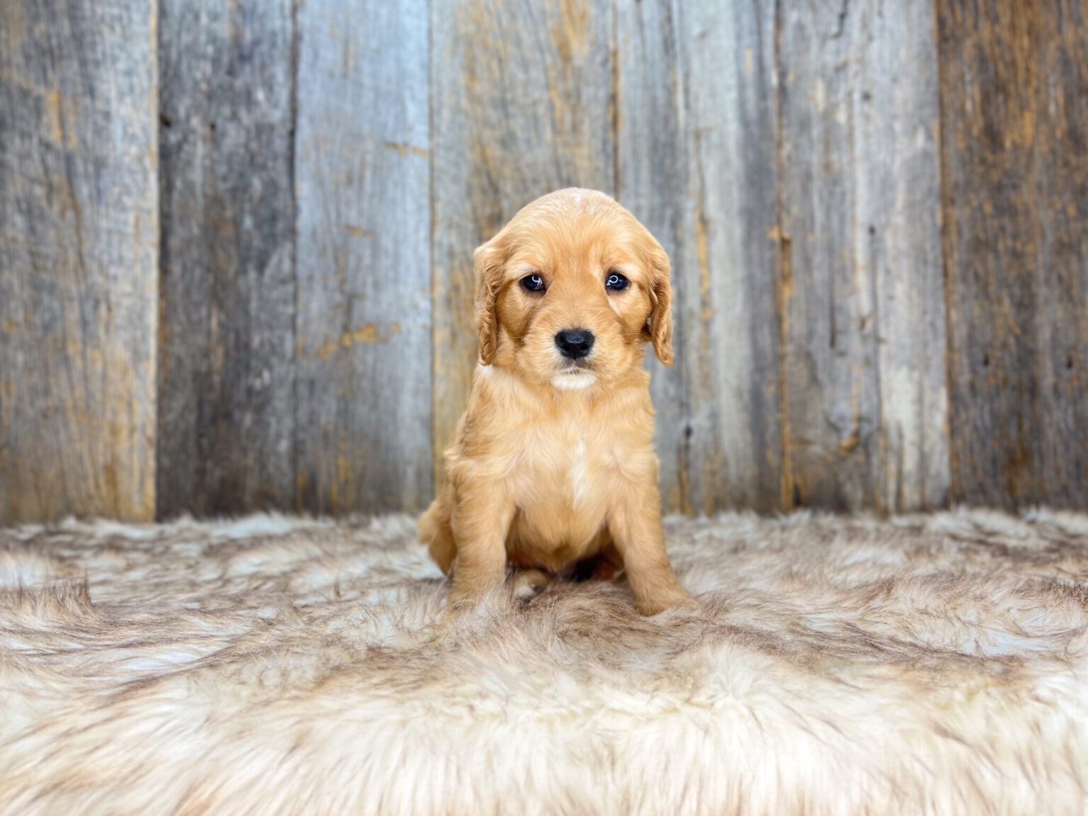 I am just a tiny baby and would love to join your family soon! Of course, you can’t see how cute and curly I will be when I get older, so the Dog Club will send updated photos when I am about 6 to 7 weeks old, if you choose to adopt me. Infant puppy deposits are refundable or transferrable.