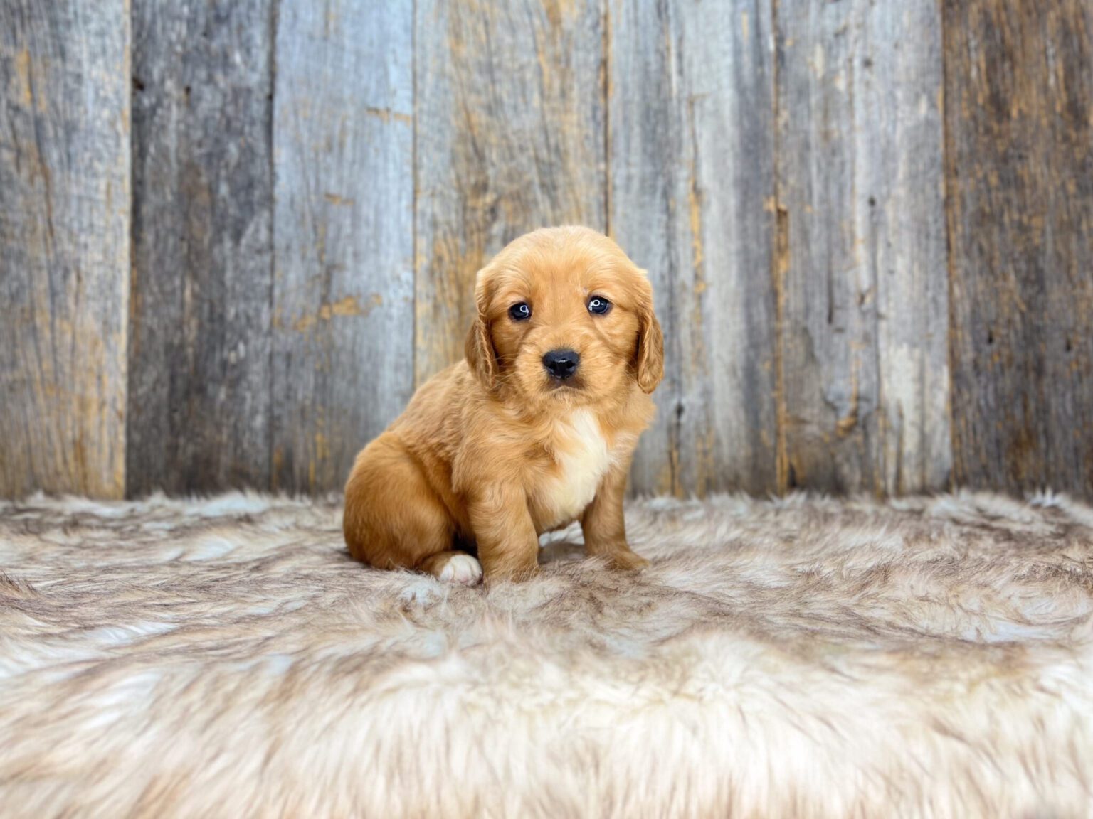 I am just a tiny baby and would love to join your family soon! Of course, you can’t see how cute and curly I will be when I get older, so the Dog Club will send updated photos when I am about 6 to 7 weeks old, if you choose to adopt me. Infant puppy deposits are refundable or transferrable.