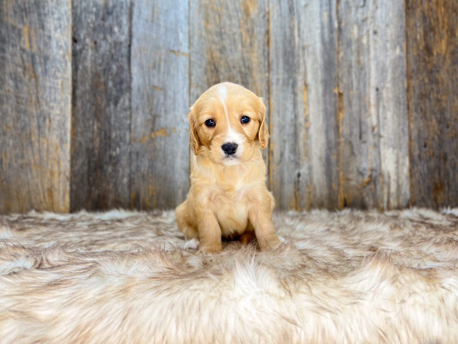 I am just a tiny baby and would love to join your family soon! Of course, you can’t see how cute and curly I will be when I get older, so the Dog Club will send updated photos when I am about 6 to 7 weeks old, if you choose to adopt me. Infant puppy deposits are refundable or transferrable.