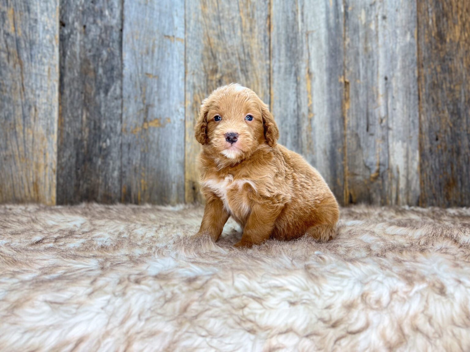 I am just a tiny baby and would love to join your family soon! Of course, you can’t see how cute and curly I will be when I get older, so the Dog Club will send updated photos when I am about 6 to 7 weeks old, if you choose to adopt me. Infant puppy deposits are refundable or transferrable.