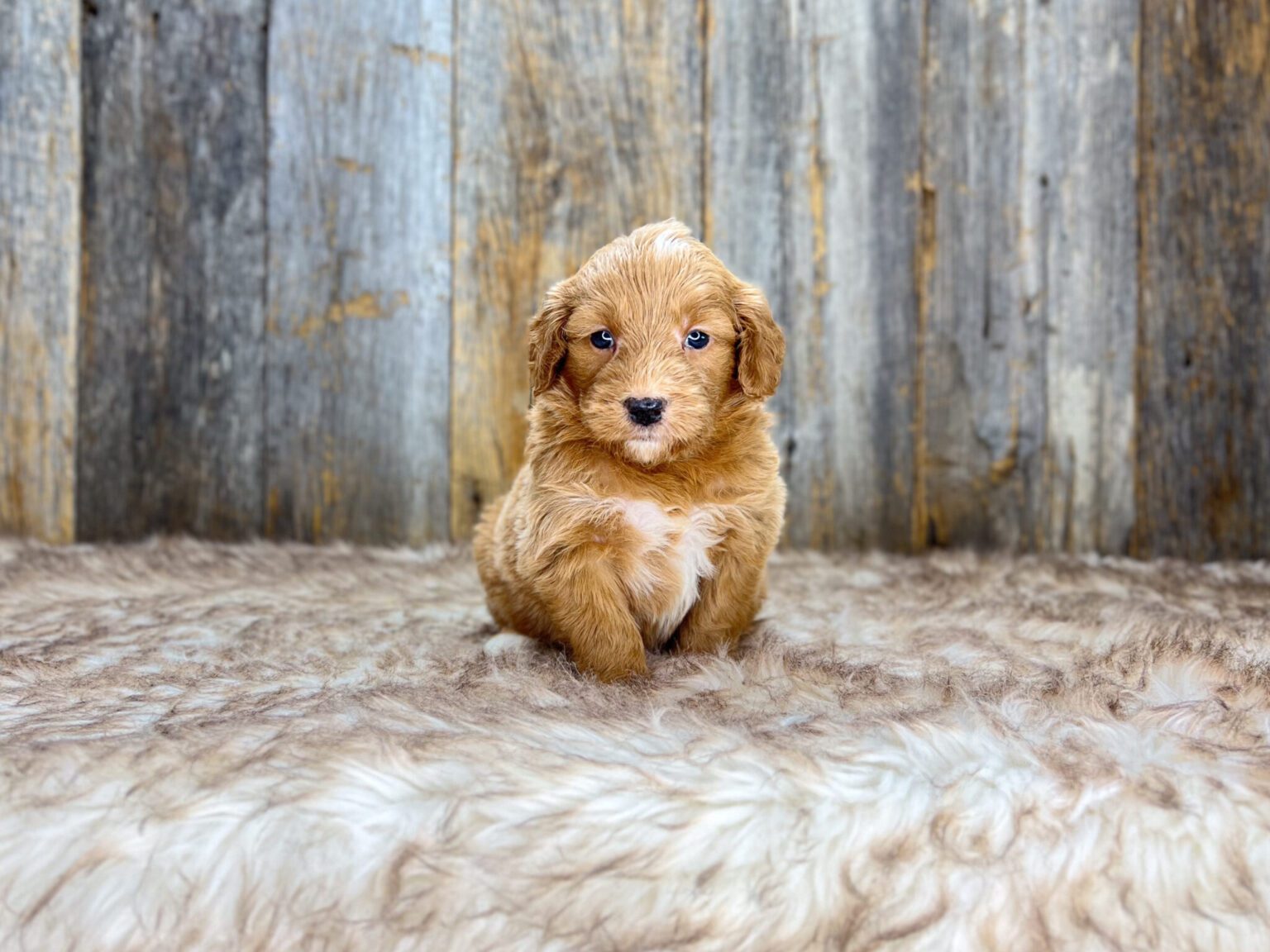 I am just a tiny baby and would love to join your family soon! Of course, you can’t see how cute and curly I will be when I get older, so the Dog Club will send updated photos when I am about 6 to 7 weeks old, if you choose to adopt me. Infant puppy deposits are refundable or transferrable.