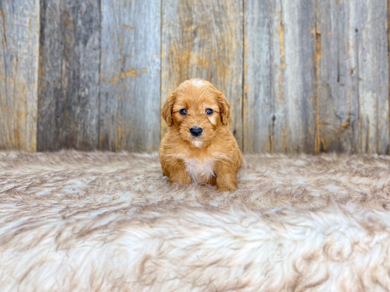 I am just a tiny baby and would love to join your family soon! Of course, you can’t see how cute and curly I will be when I get older, so the Dog Club will send updated photos when I am about 6 to 7 weeks old, if you choose to adopt me. Infant puppy deposits are refundable or transferrable.