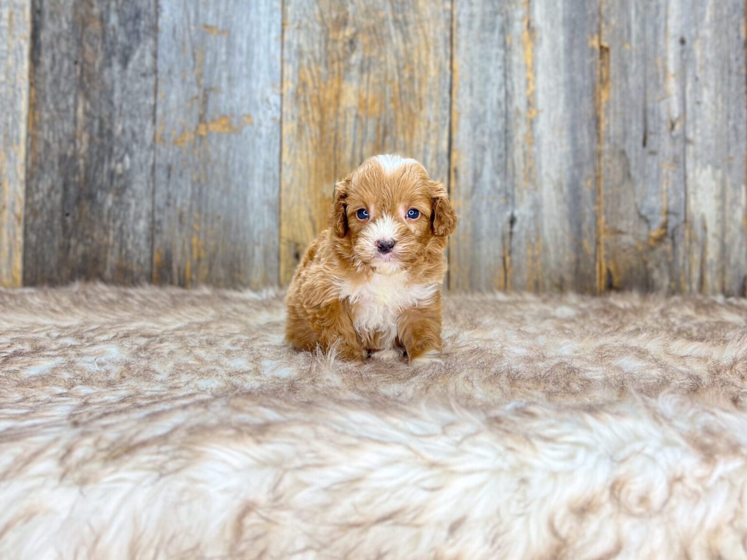I am just a tiny baby and would love to join your family soon! Of course, you can’t see how cute and curly I will be when I get older, so the Dog Club will send updated photos when I am about 6 to 7 weeks old, if you choose to adopt me. Infant puppy deposits are refundable or transferrable.