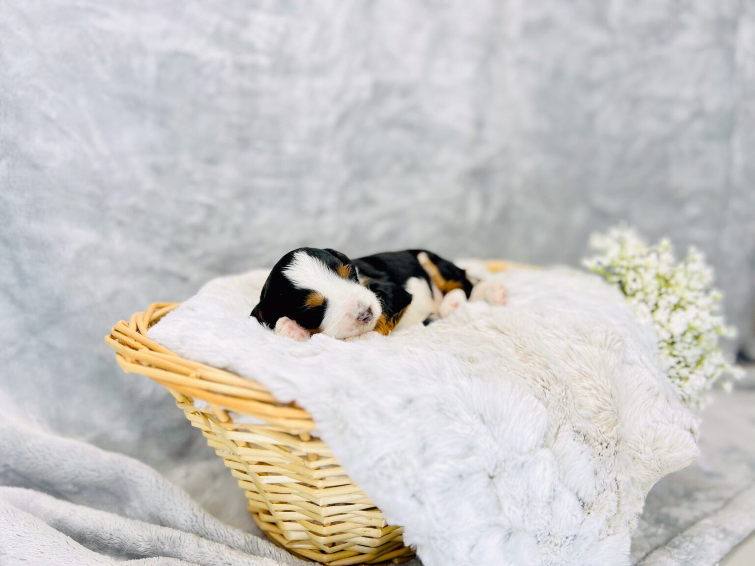 I am just a tiny baby and would love to join your family soon! Of course, you can’t see how cute and curly I will be when I get older, so the Dog Club will send updated photos when I am about 6 to 7 weeks old, if you choose to adopt me. Infant puppy deposits are refundable or transferrable.