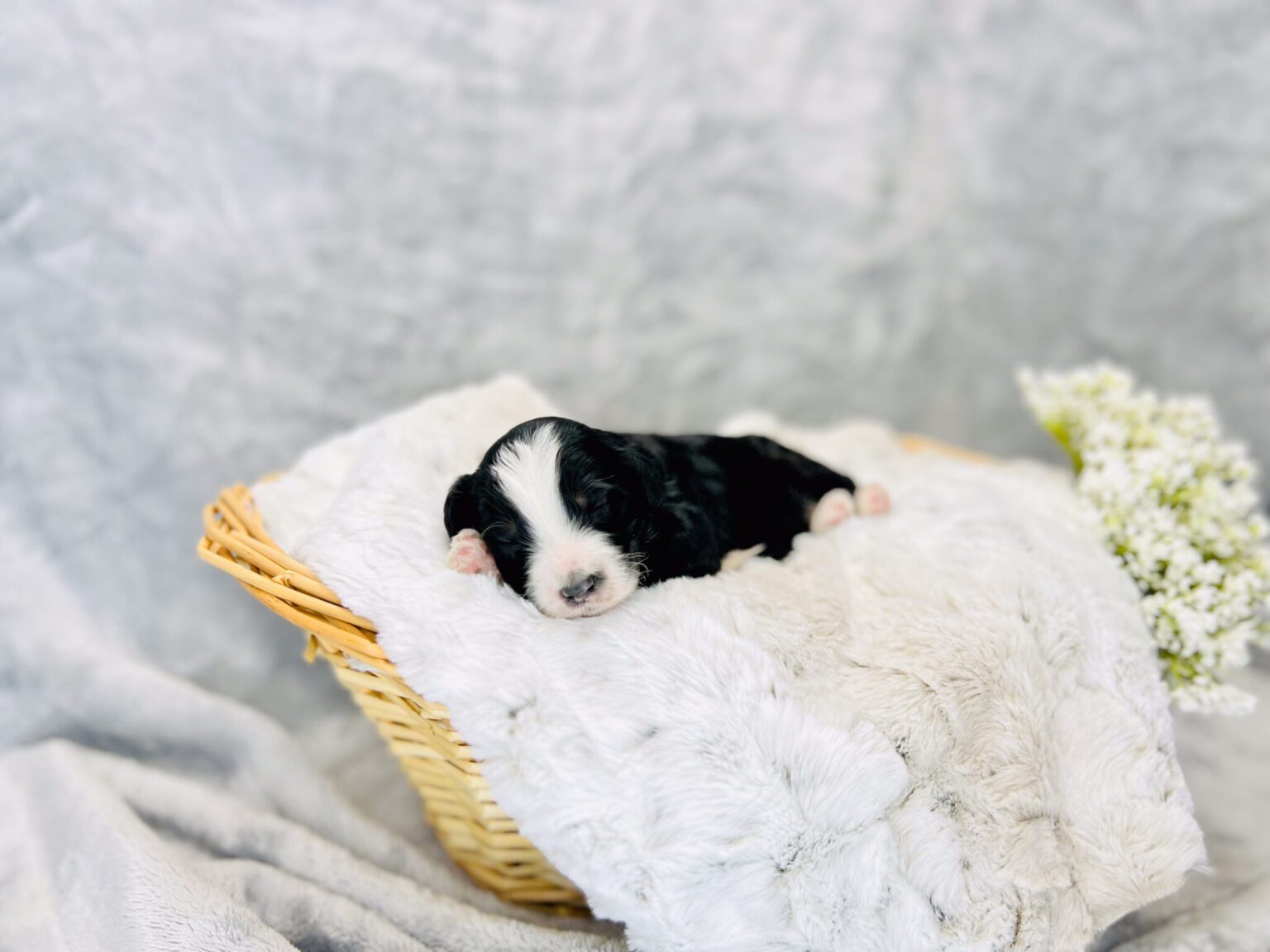I am just a tiny baby and would love to join your family soon! Of course, you can’t see how cute and curly I will be when I get older, so the Dog Club will send updated photos when I am about 6 to 7 weeks old, if you choose to adopt me. Infant puppy deposits are refundable or transferrable.