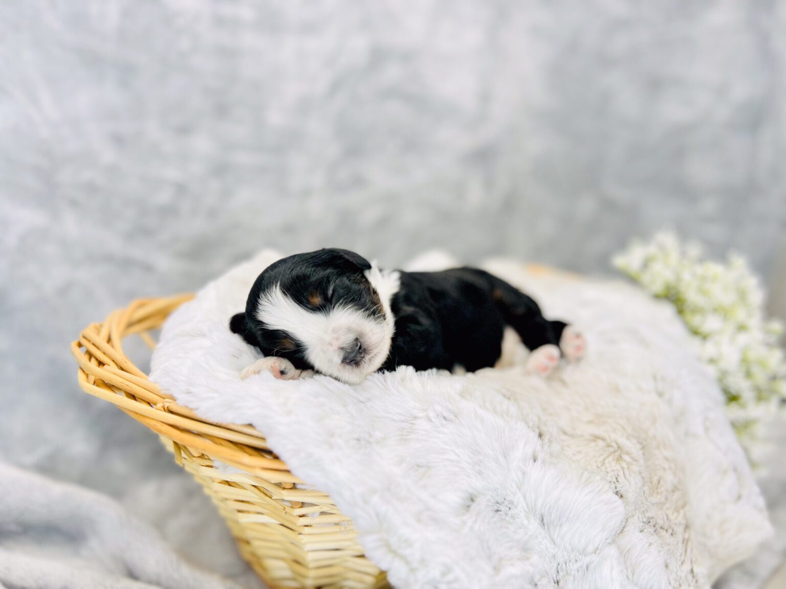I am just a tiny baby and would love to join your family soon! Of course, you can’t see how cute and curly I will be when I get older, so the Dog Club will send updated photos when I am about 6 to 7 weeks old, if you choose to adopt me. Infant puppy deposits are refundable or transferrable.