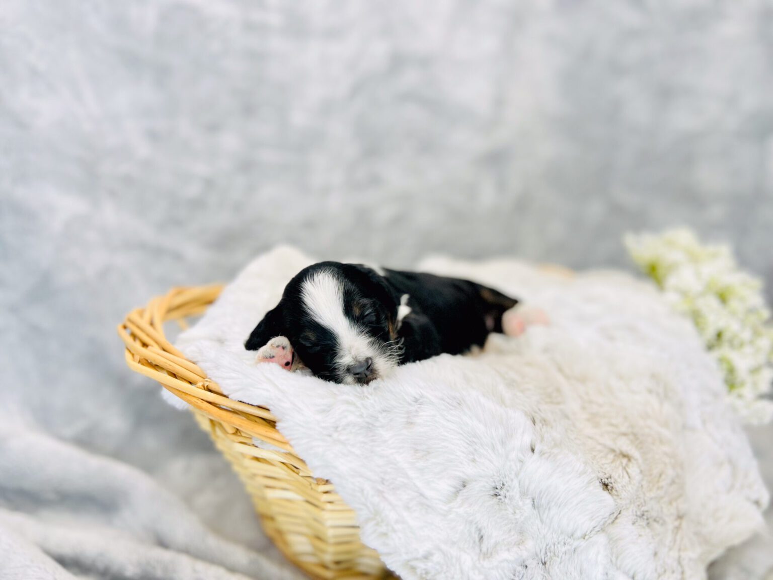 I am just a tiny baby and would love to join your family soon! Of course, you can’t see how cute and curly I will be when I get older, so the Dog Club will send updated photos when I am about 6 to 7 weeks old, if you choose to adopt me. Infant puppy deposits are refundable or transferrable.