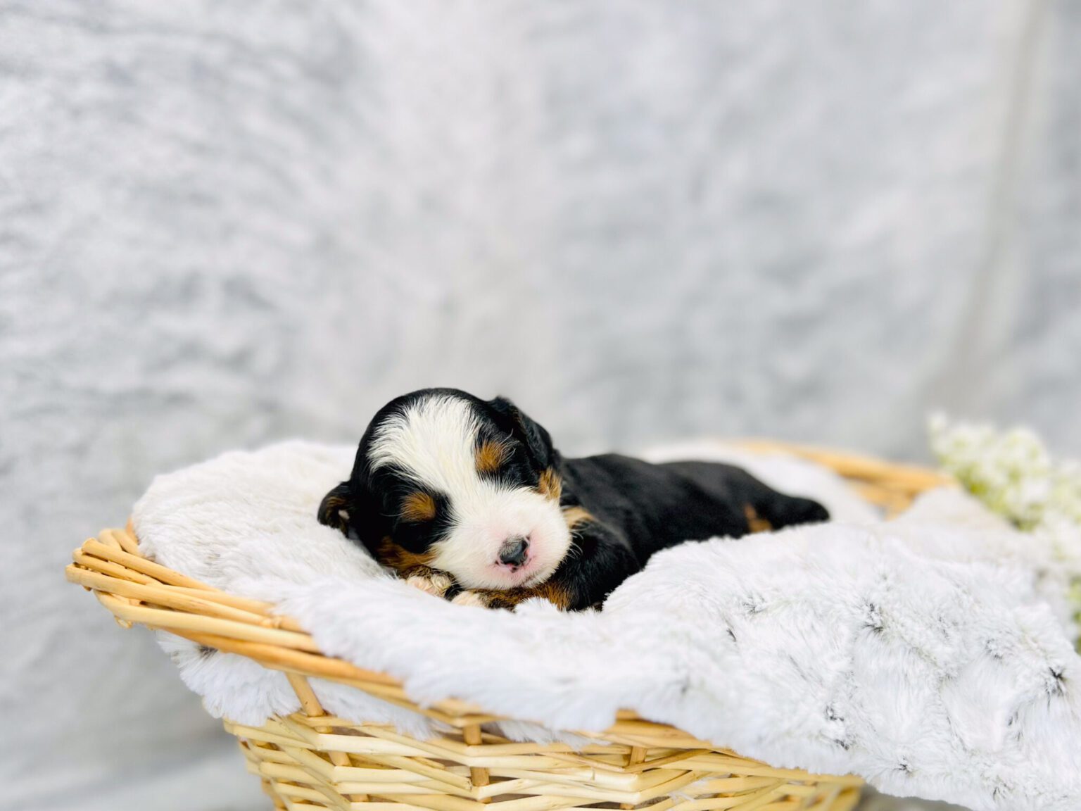 I am just a tiny baby and would love to join your family soon! Of course, you can’t see how cute and curly I will be when I get older, so the Dog Club will send updated photos when I am about 6 to 7 weeks old, if you choose to adopt me. Infant puppy deposits are refundable or transferrable.