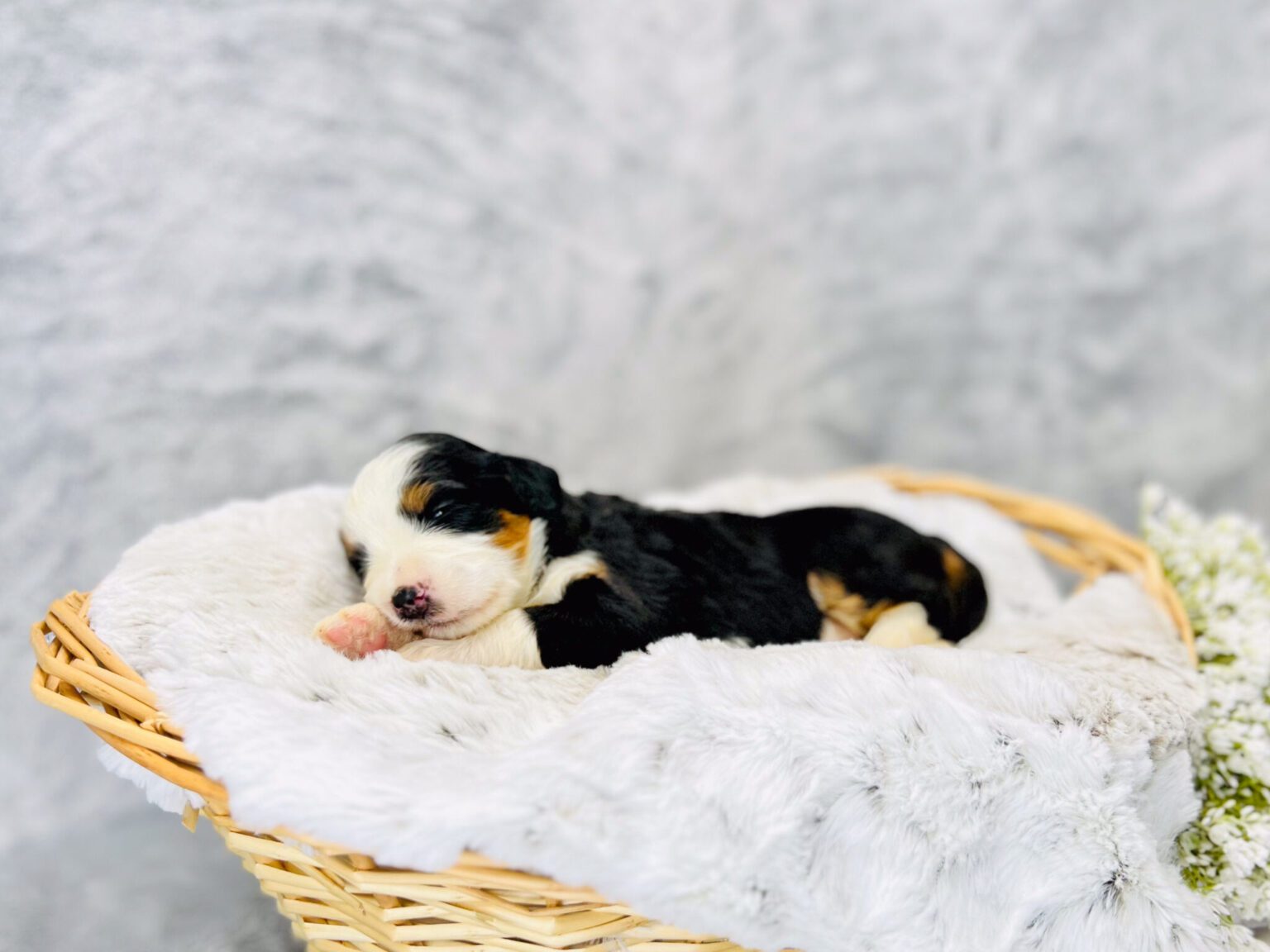 I am just a tiny baby and would love to join your family soon! Of course, you can’t see how cute and curly I will be when I get older, so the Dog Club will send updated photos when I am about 6 to 7 weeks old, if you choose to adopt me. Infant puppy deposits are refundable or transferrable.