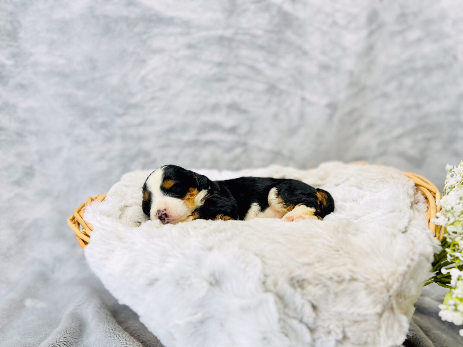 I am just a tiny baby and would love to join your family soon! Of course, you can’t see how cute and curly I will be when I get older, so the Dog Club will send updated photos when I am about 6 to 7 weeks old, if you choose to adopt me. Infant puppy deposits are refundable or transferrable.