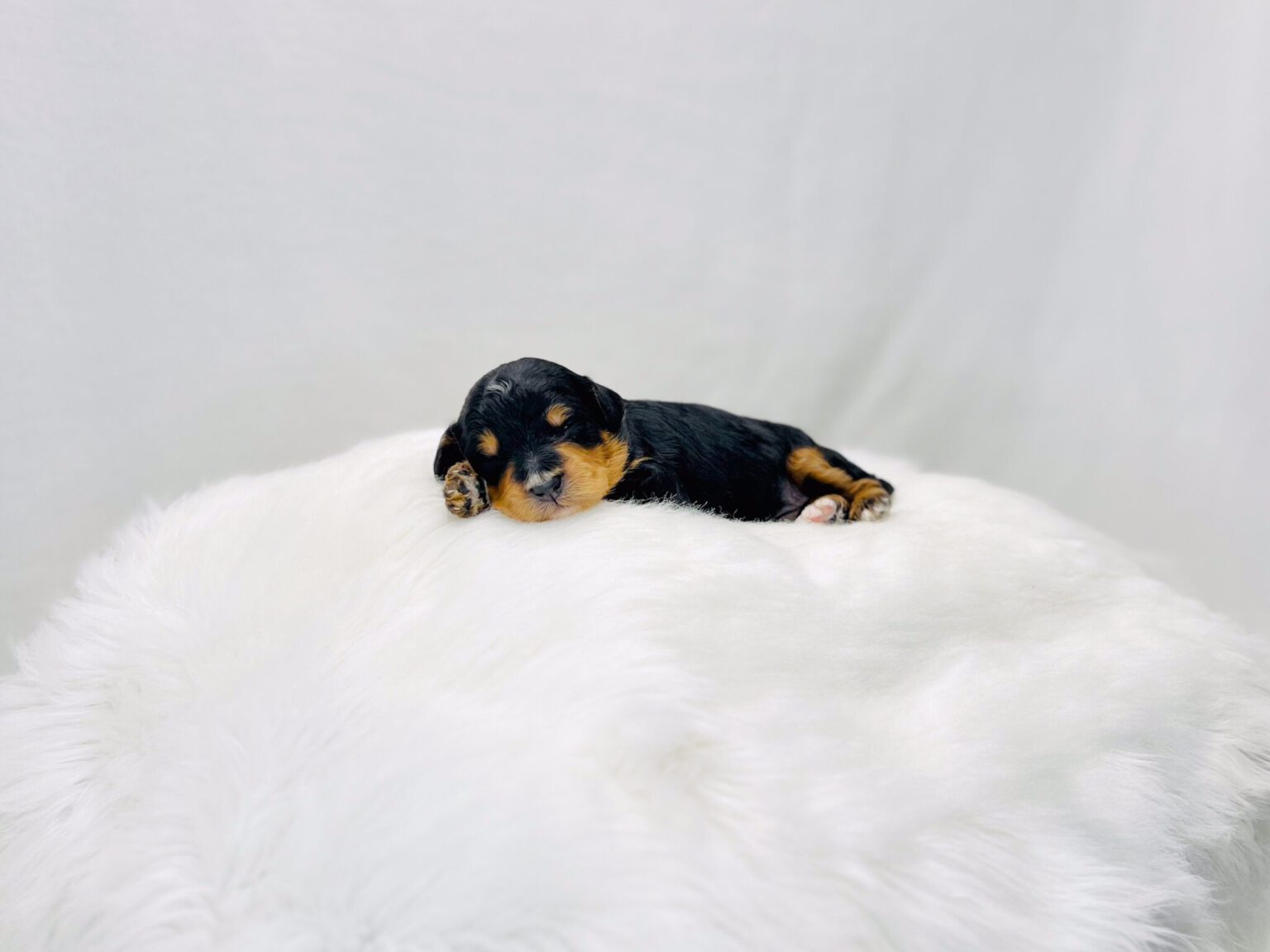 I am just a tiny baby and would love to join your family soon! Of course, you can’t see how cute and curly I will be when I get older, so the Dog Club will send updated photos when I am about 6 to 7 weeks old, if you choose to adopt me. Infant puppy deposits are refundable or transferrable.