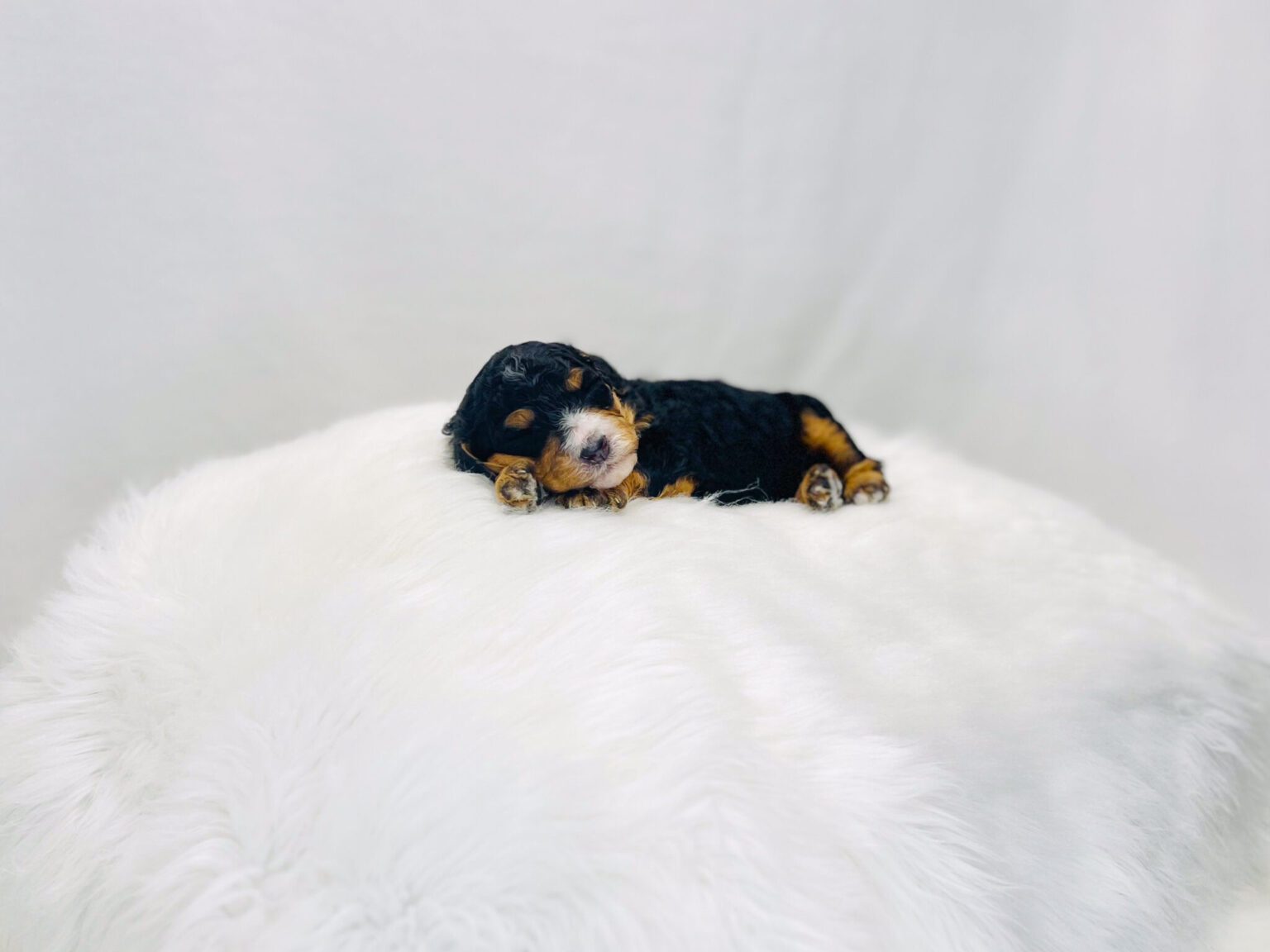 I am just a tiny baby and would love to join your family soon! Of course, you can’t see how cute and curly I will be when I get older, so the Dog Club will send updated photos when I am about 6 to 7 weeks old, if you choose to adopt me. Infant puppy deposits are refundable or transferrable.