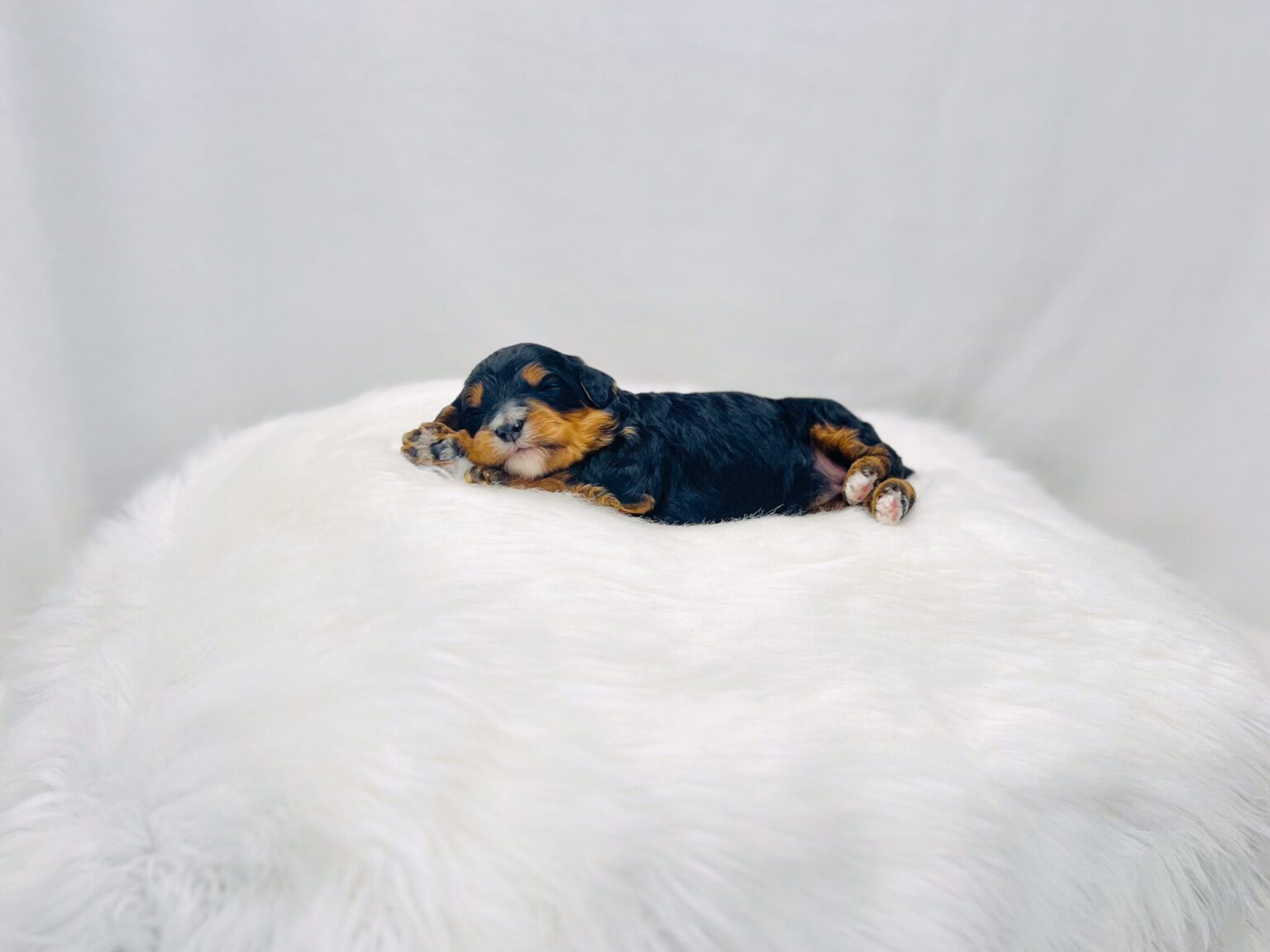 I am just a tiny baby and would love to join your family soon! Of course, you can’t see how cute and curly I will be when I get older, so the Dog Club will send updated photos when I am about 6 to 7 weeks old, if you choose to adopt me. Infant puppy deposits are refundable or transferrable.