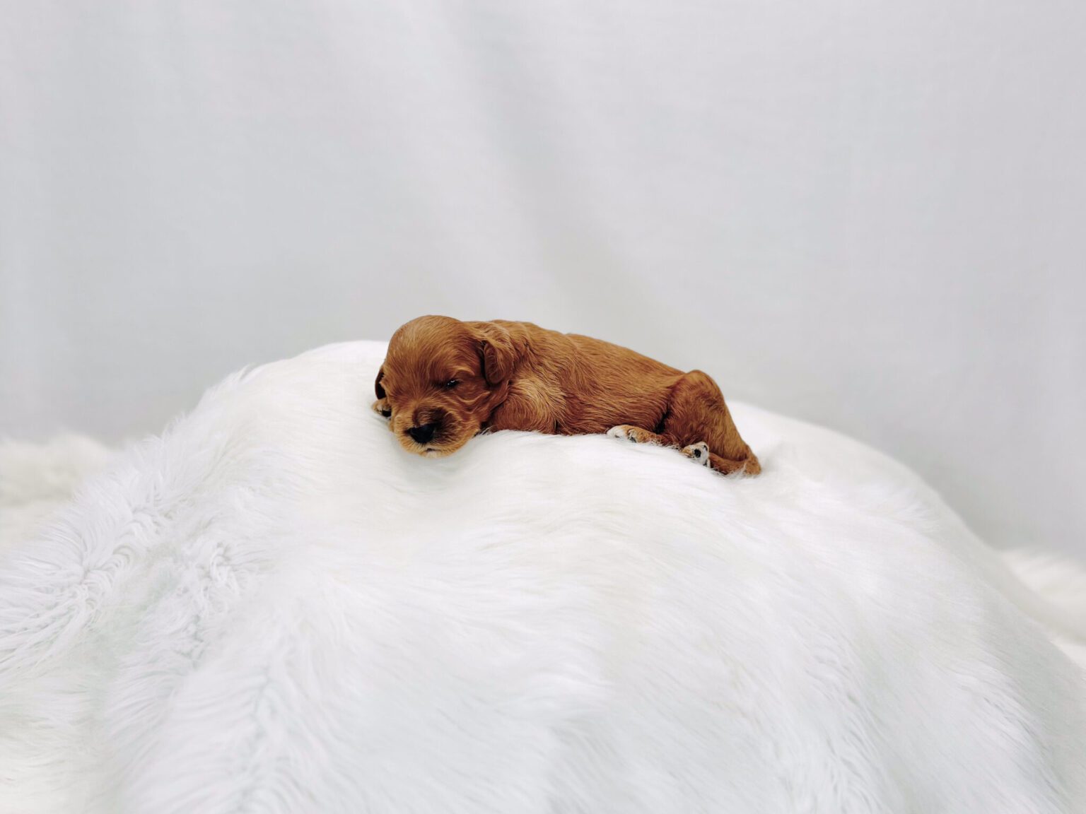 I am just a tiny baby and would love to join your family soon! Of course, you can’t see how cute and curly I will be when I get older, so the Dog Club will send updated photos when I am about 6 to 7 weeks old, if you choose to adopt me. Infant puppy deposits are refundable or transferrable.