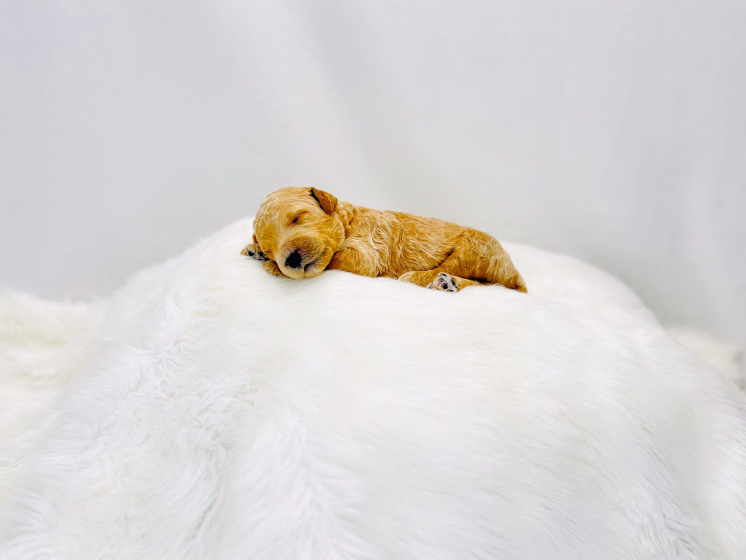 I am just a tiny baby and would love to join your family soon! Of course, you can’t see how cute and curly I will be when I get older, so the Dog Club will send updated photos when I am about 6 to 7 weeks old, if you choose to adopt me. Infant puppy deposits are refundable or transferrable.