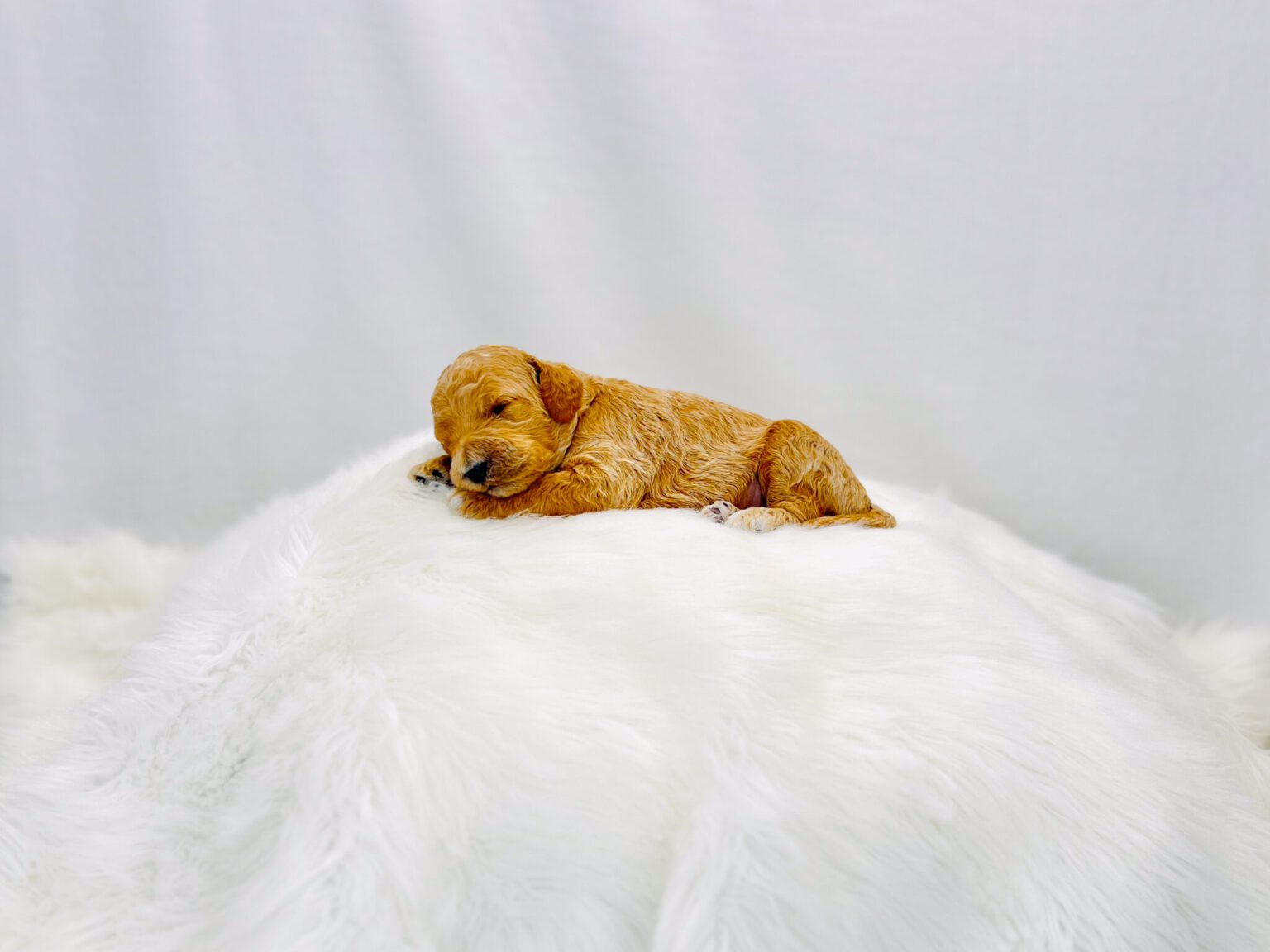 I am just a tiny baby and would love to join your family soon! Of course, you can’t see how cute and curly I will be when I get older, so the Dog Club will send updated photos when I am about 6 to 7 weeks old, if you choose to adopt me. Infant puppy deposits are refundable or transferrable.