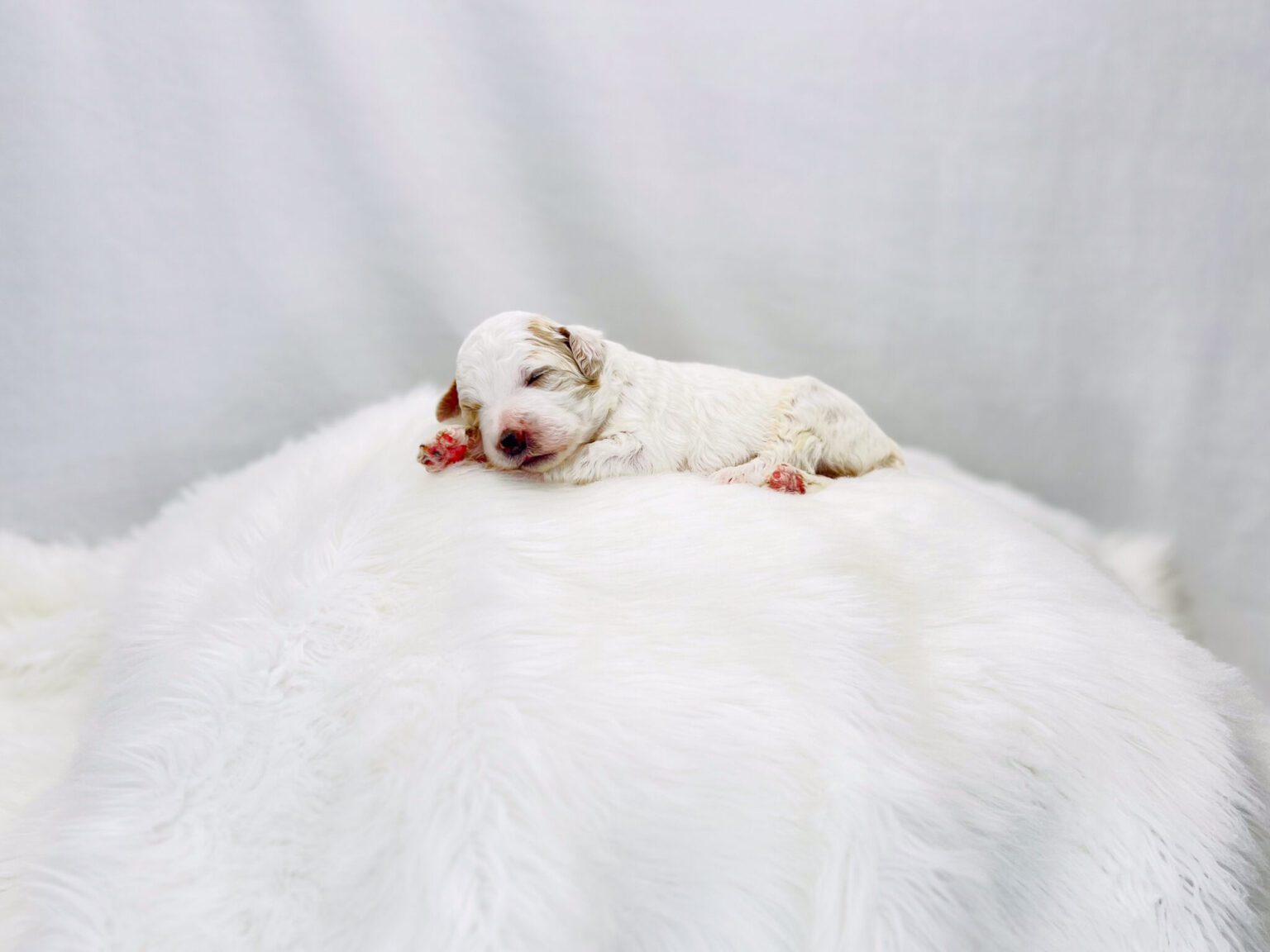 I am just a tiny baby and would love to join your family soon! Of course, you can’t see how cute and curly I will be when I get older, so the Dog Club will send updated photos when I am about 6 to 7 weeks old, if you choose to adopt me. Infant puppy deposits are refundable or transferrable.