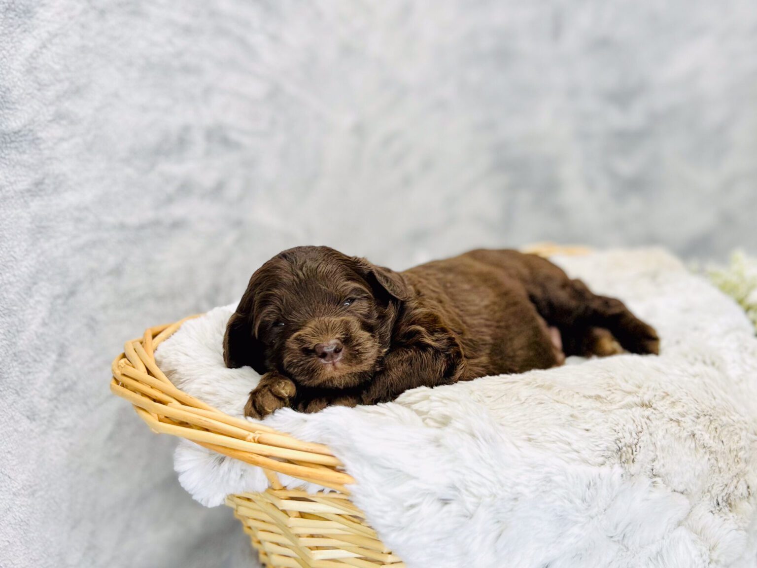 I am just a tiny baby and would love to join your family soon! Of course, you can’t see how cute and curly I will be when I get older, so the Dog Club will send updated photos when I am about 6 to 7 weeks old, if you choose to adopt me. Infant puppy deposits are refundable or transferrable.