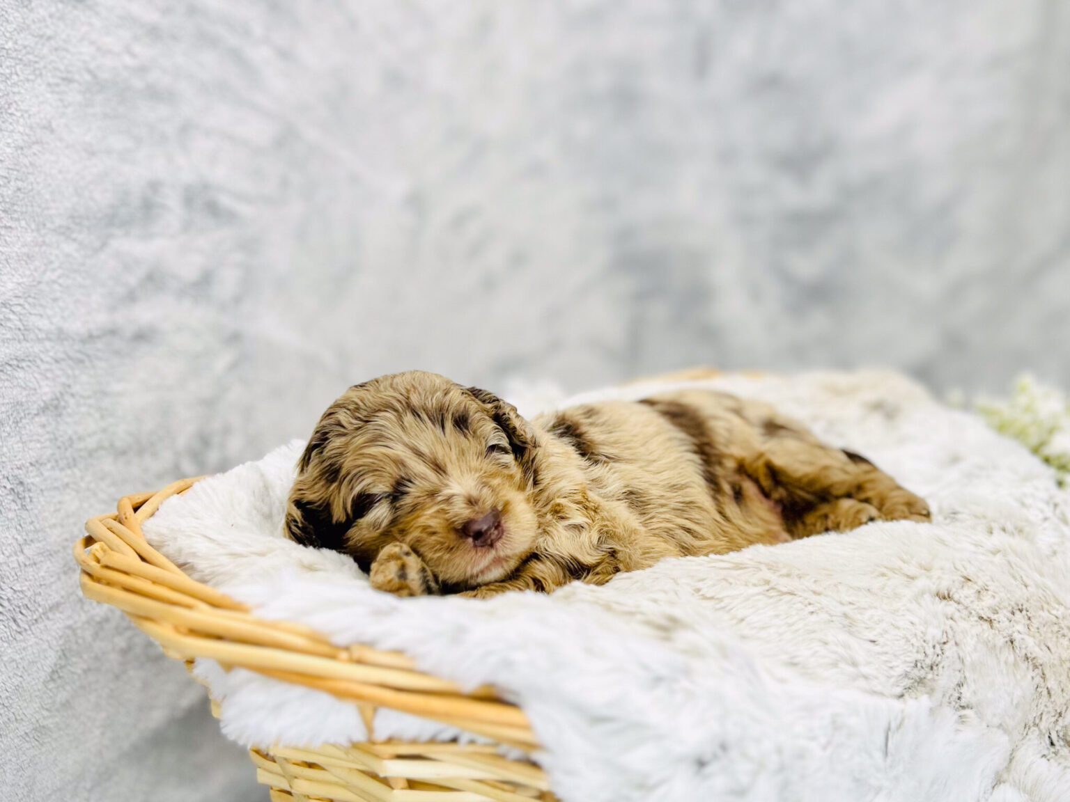 I am just a tiny baby and would love to join your family soon! Of course, you can’t see how cute and curly I will be when I get older, so the Dog Club will send updated photos when I am about 6 to 7 weeks old, if you choose to adopt me. Infant puppy deposits are refundable or transferrable.