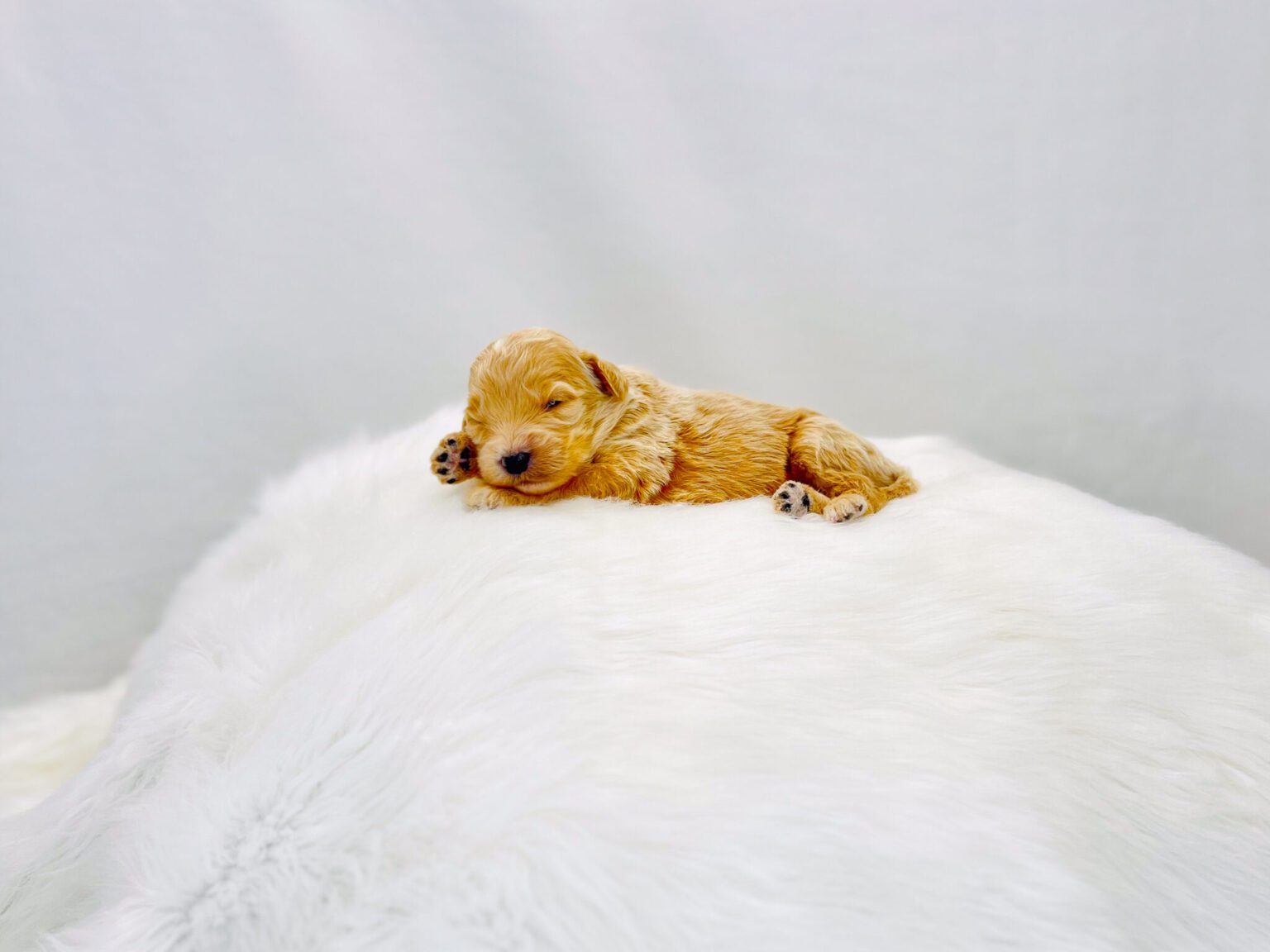I am just a tiny baby and would love to join your family soon! Of course, you can’t see how cute and curly I will be when I get older, so the Dog Club will send updated photos when I am about 6 to 7 weeks old, if you choose to adopt me. Infant puppy deposits are refundable or transferrable.