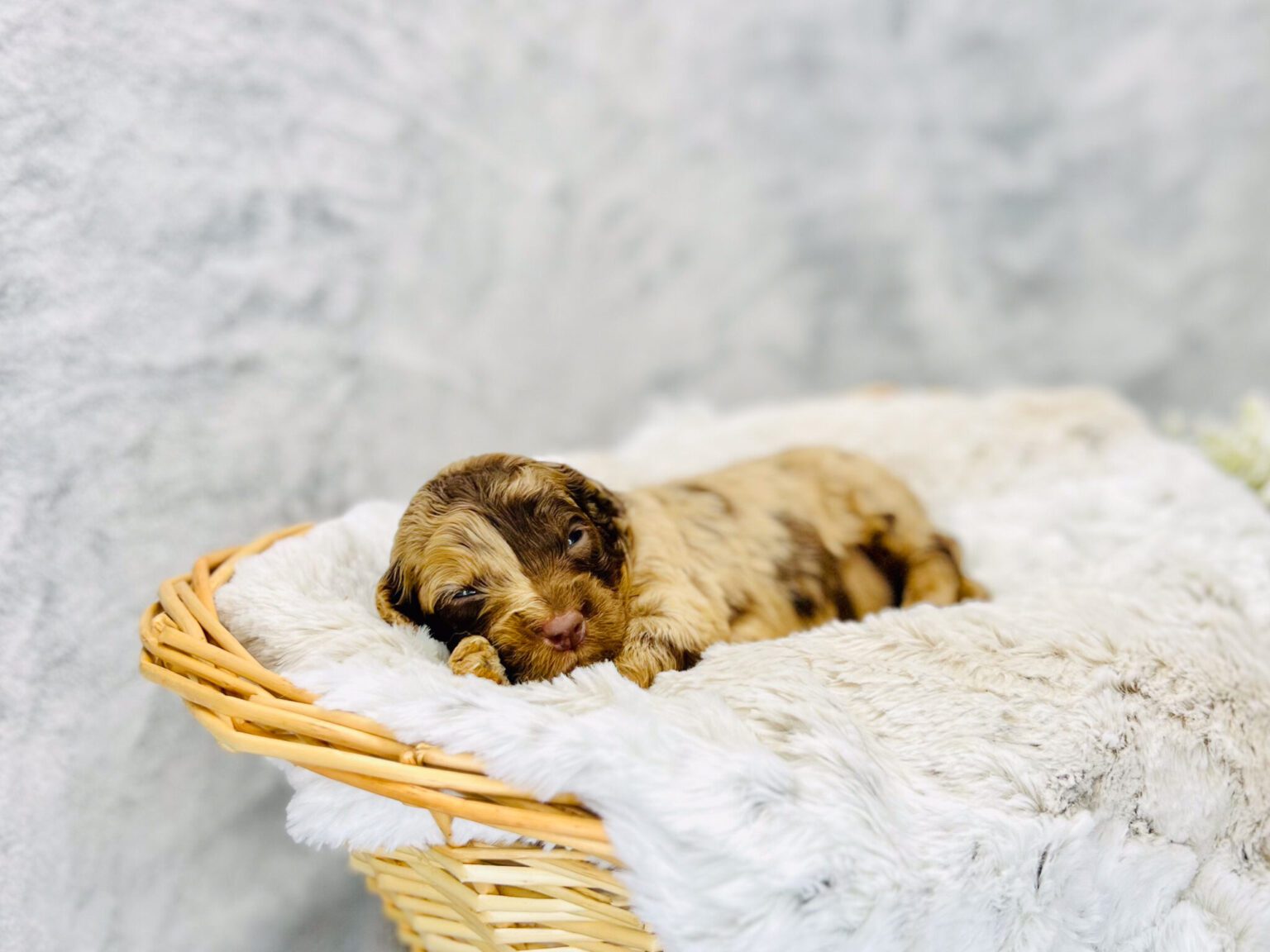 I am just a tiny baby and would love to join your family soon! Of course, you can’t see how cute and curly I will be when I get older, so the Dog Club will send updated photos when I am about 6 to 7 weeks old, if you choose to adopt me. Infant puppy deposits are refundable or transferrable.