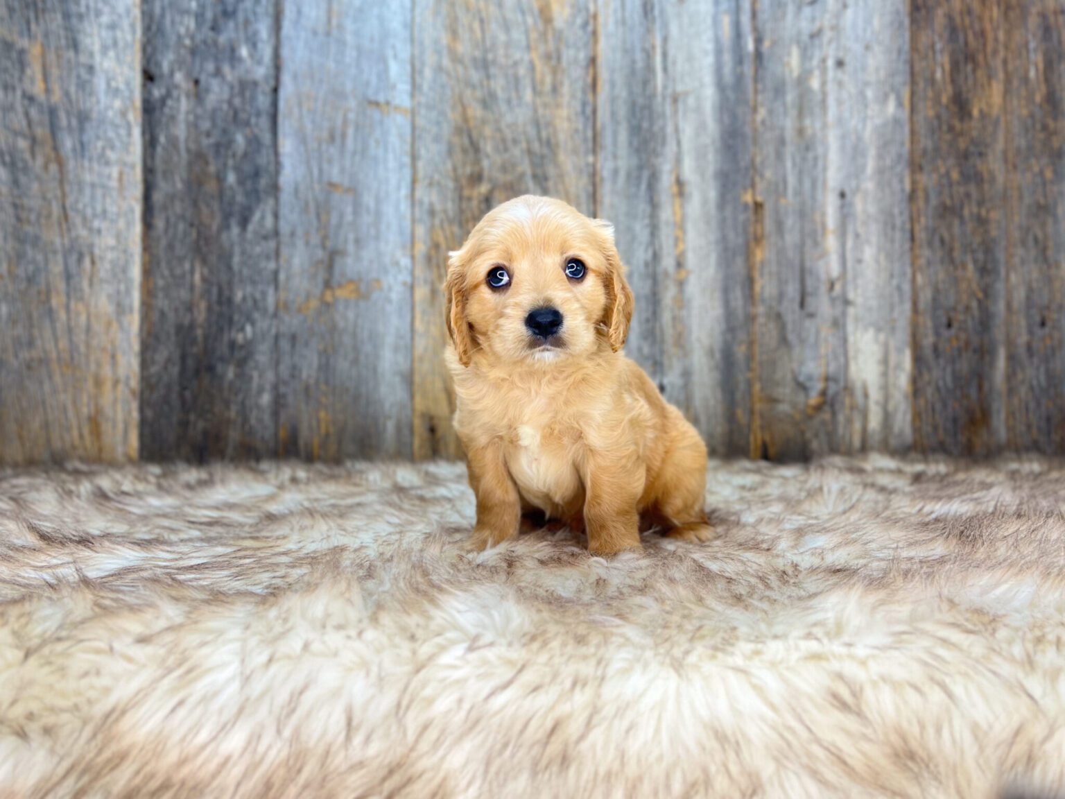I am just a tiny baby and would love to join your family soon! Of course, you can’t see how cute and curly I will be when I get older, so the Dog Club will send updated photos when I am about 6 to 7 weeks old, if you choose to adopt me. Infant puppy deposits are refundable or transferrable.