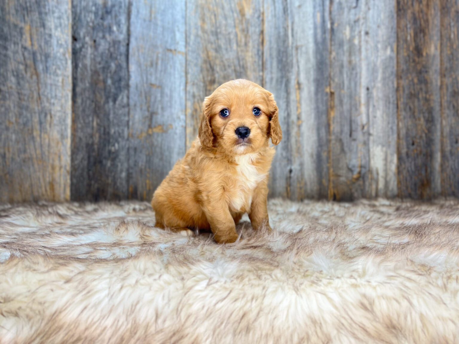 I am just a tiny baby and would love to join your family soon! Of course, you can’t see how cute and curly I will be when I get older, so the Dog Club will send updated photos when I am about 6 to 7 weeks old, if you choose to adopt me. Infant puppy deposits are refundable or transferrable.