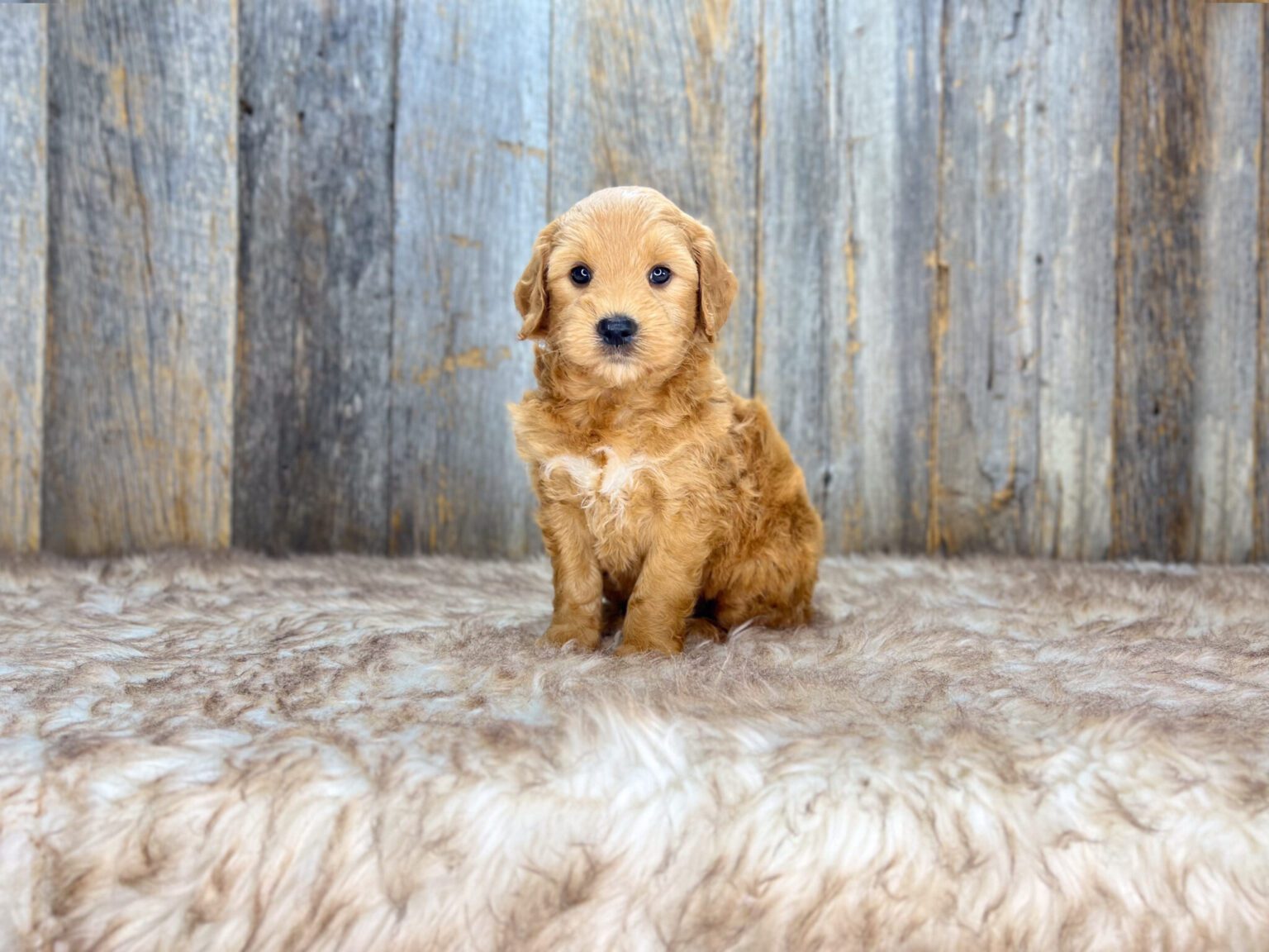 I am just a tiny baby and would love to join your family soon! Of course, you can’t see how cute and curly I will be when I get older, so the Dog Club will send updated photos when I am about 6 to 7 weeks old, if you choose to adopt me. Infant puppy deposits are refundable or transferrable.