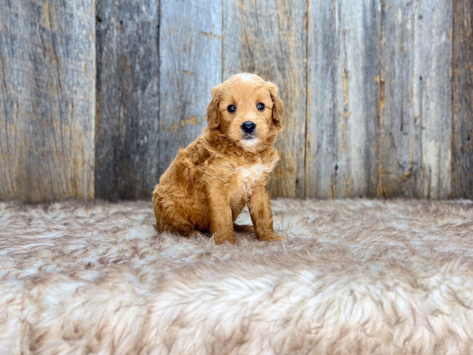 I am just a tiny baby and would love to join your family soon! Of course, you can’t see how cute and curly I will be when I get older, so the Dog Club will send updated photos when I am about 6 to 7 weeks old, if you choose to adopt me. Infant puppy deposits are refundable or transferrable.