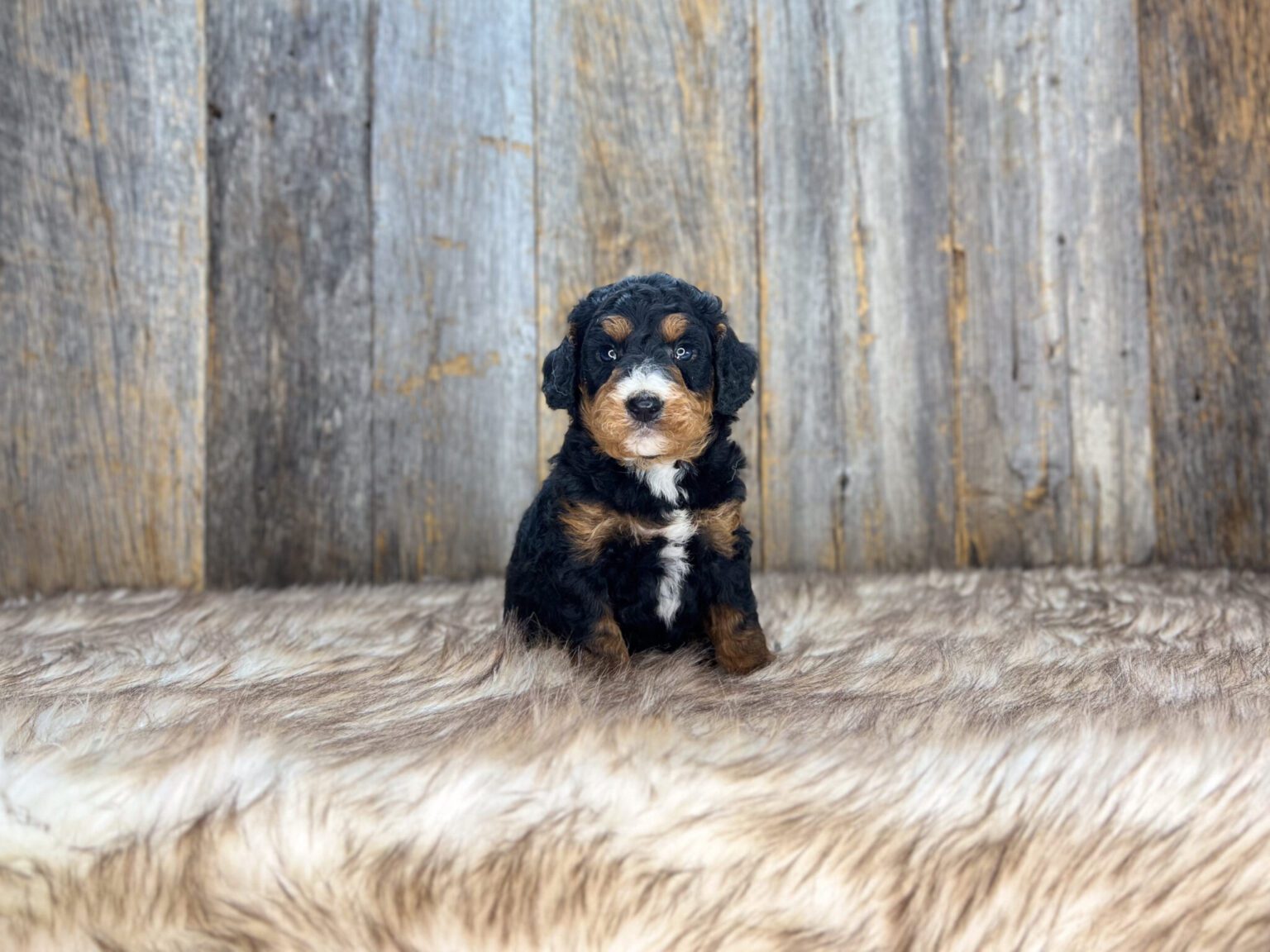 I am just a tiny baby and would love to join your family soon! Of course, you can’t see how cute and curly I will be when I get older, so the Dog Club will send updated photos when I am about 6 to 7 weeks old, if you choose to adopt me. Infant puppy deposits are refundable or transferrable.