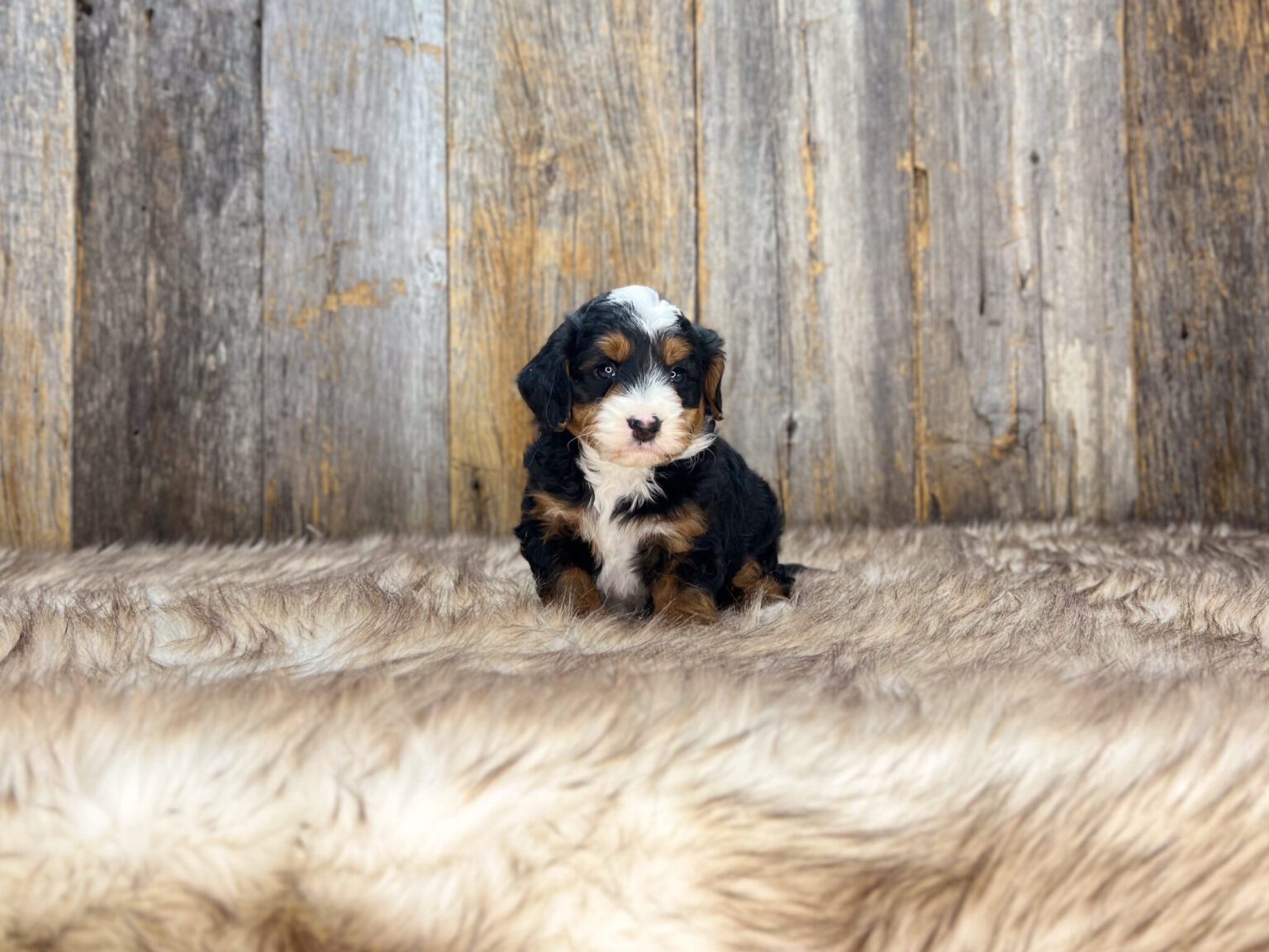 I am just a tiny baby and would love to join your family soon! Of course, you can’t see how cute and curly I will be when I get older, so the Dog Club will send updated photos when I am about 6 to 7 weeks old, if you choose to adopt me. Infant puppy deposits are refundable or transferrable.