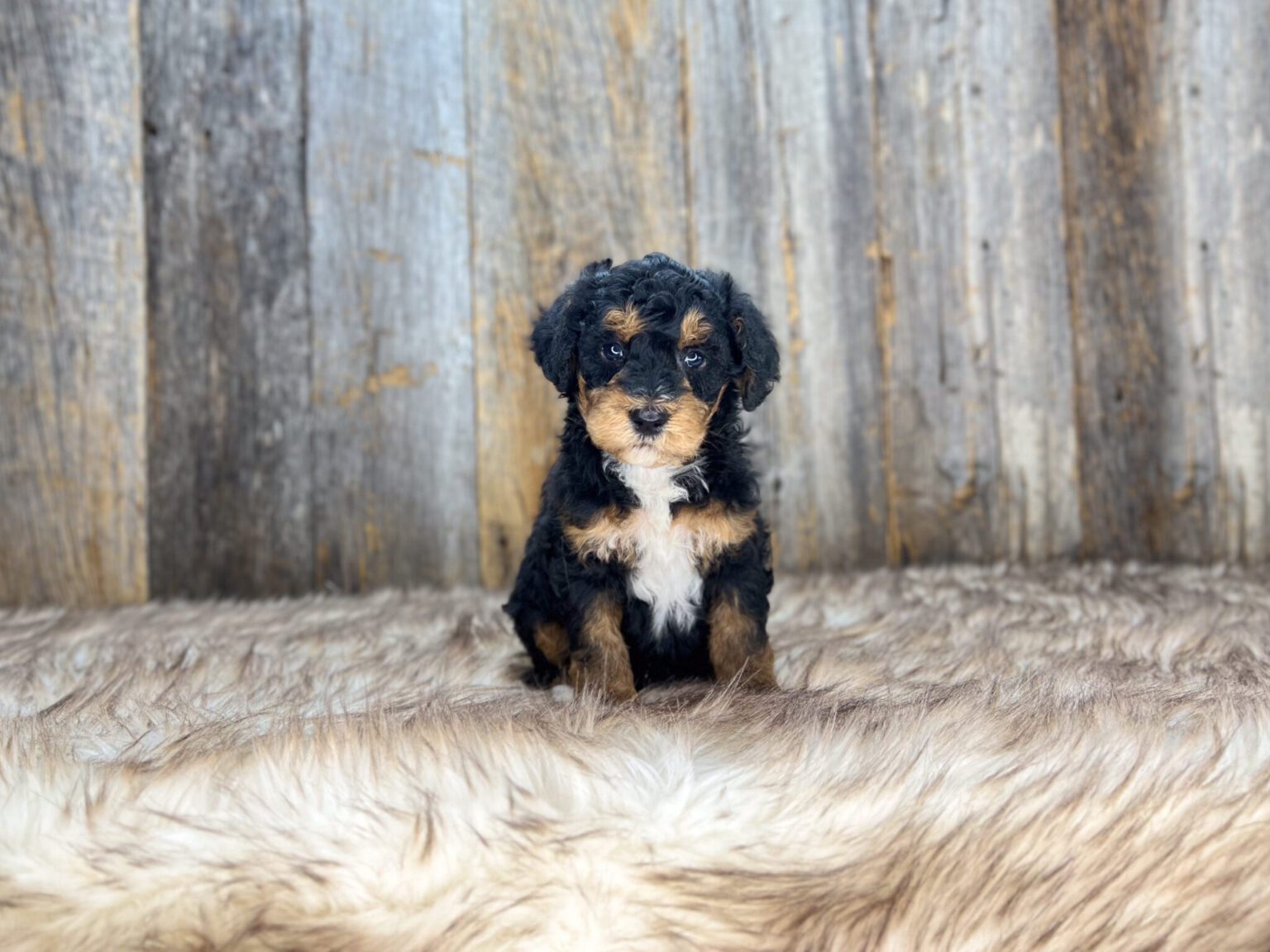 I am just a tiny baby and would love to join your family soon! Of course, you can’t see how cute and curly I will be when I get older, so the Dog Club will send updated photos when I am about 6 to 7 weeks old, if you choose to adopt me. Infant puppy deposits are refundable or transferrable.