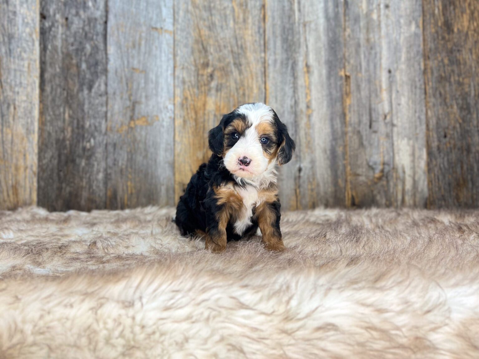 I am just a tiny baby and would love to join your family soon! Of course, you can’t see how cute and curly I will be when I get older, so the Dog Club will send updated photos when I am about 6 to 7 weeks old, if you choose to adopt me. Infant puppy deposits are refundable or transferrable.