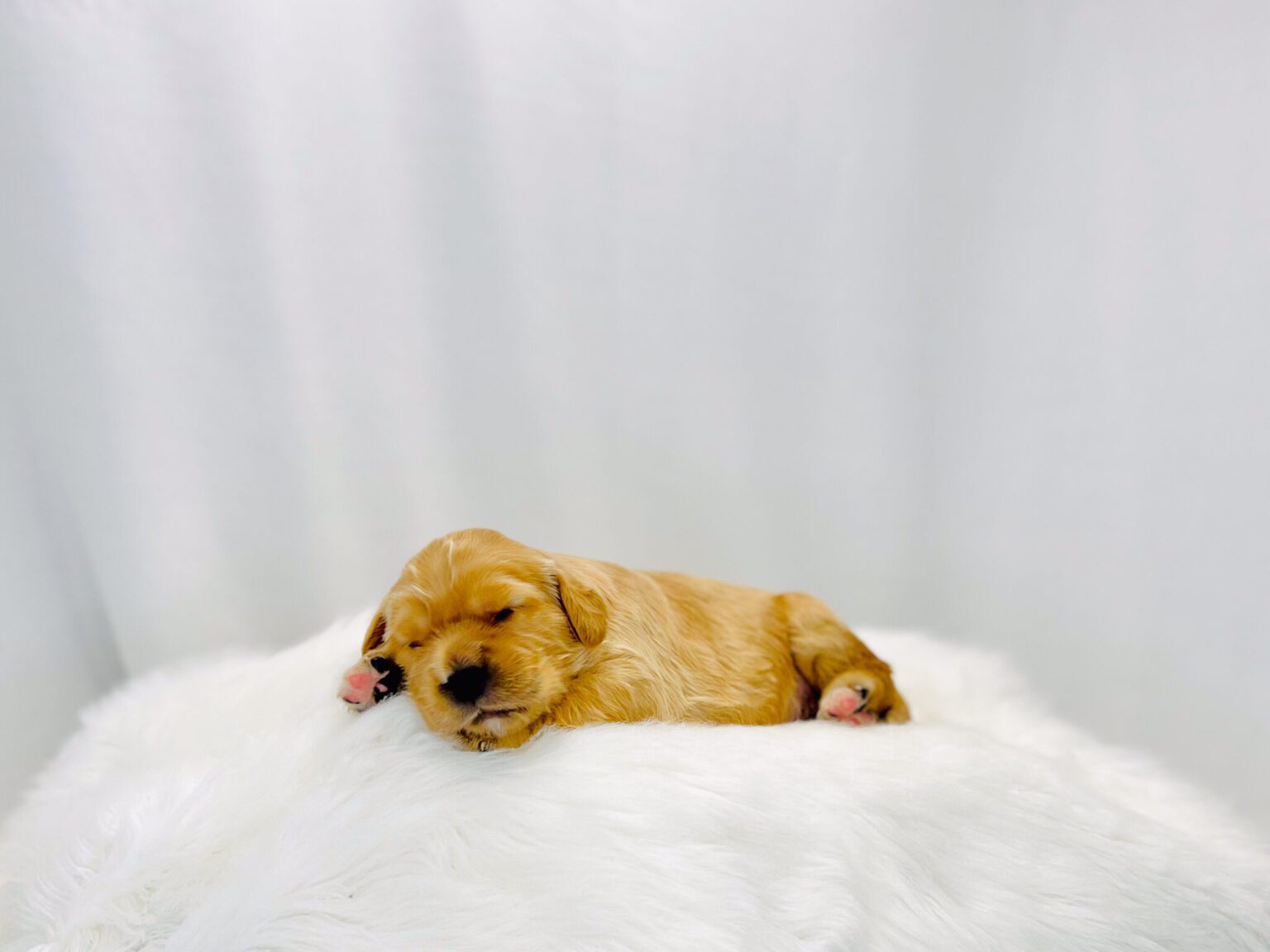 I am just a tiny baby and would love to join your family soon! Of course, you can’t see how cute and curly I will be when I get older, so the Dog Club will send updated photos when I am about 6 to 7 weeks old, if you choose to adopt me. Infant puppy deposits are refundable or transferrable.