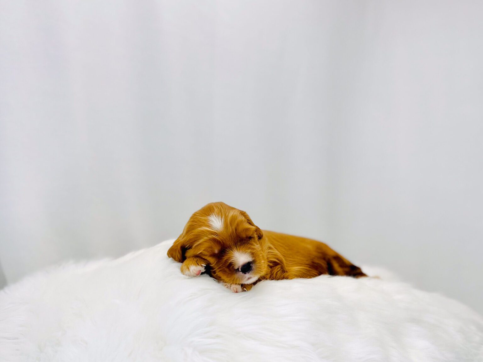 I am just a tiny baby and would love to join your family soon! Of course, you can’t see how cute and curly I will be when I get older, so the Dog Club will send updated photos when I am about 6 to 7 weeks old, if you choose to adopt me. Infant puppy deposits are refundable or transferrable.