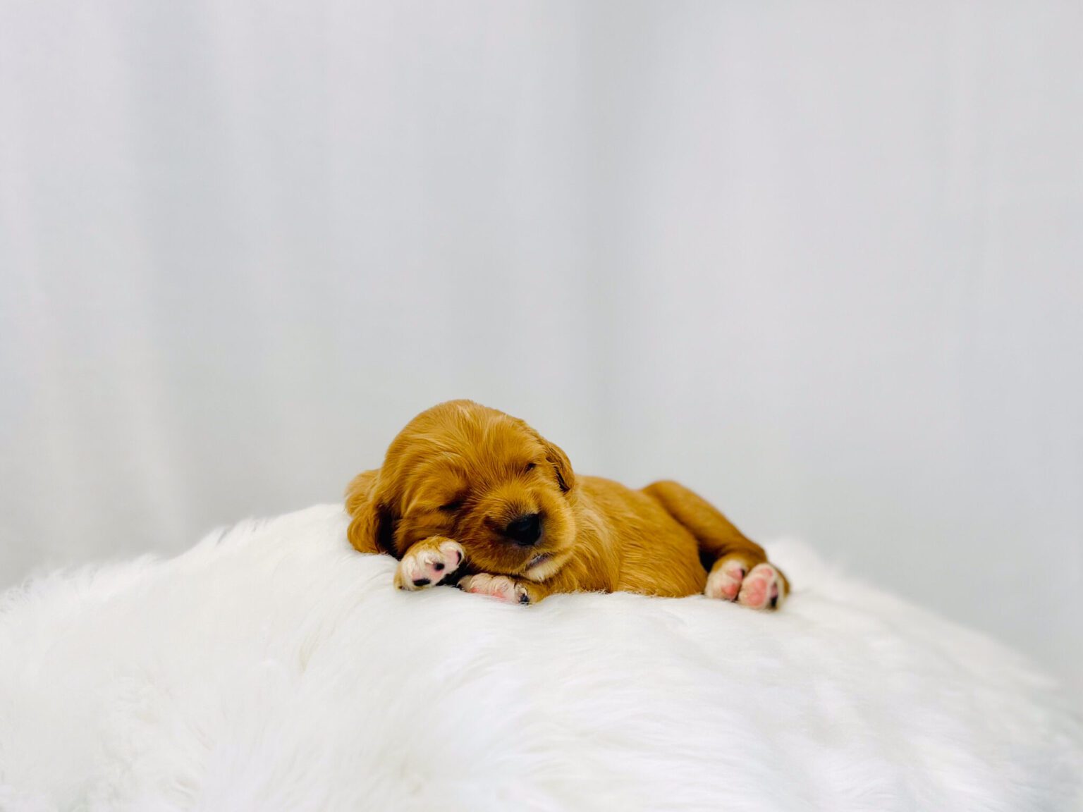 I am just a tiny baby and would love to join your family soon! Of course, you can’t see how cute and curly I will be when I get older, so the Dog Club will send updated photos when I am about 6 to 7 weeks old, if you choose to adopt me. Infant puppy deposits are refundable or transferrable.