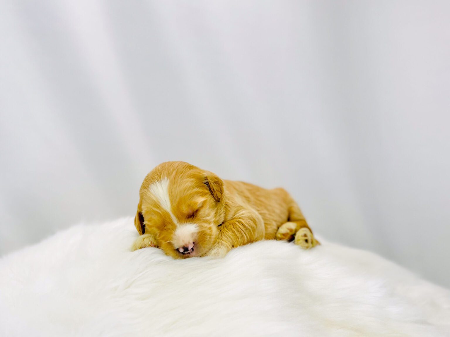 I am just a tiny baby and would love to join your family soon! Of course, you can’t see how cute and curly I will be when I get older, so the Dog Club will send updated photos when I am about 6 to 7 weeks old, if you choose to adopt me. Infant puppy deposits are refundable or transferrable.