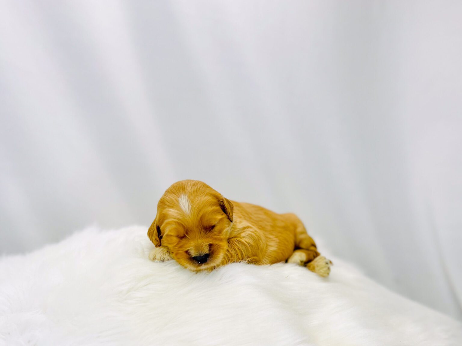 I am just a tiny baby and would love to join your family soon! Of course, you can’t see how cute and curly I will be when I get older, so the Dog Club will send updated photos when I am about 6 to 7 weeks old, if you choose to adopt me. Infant puppy deposits are refundable or transferrable.