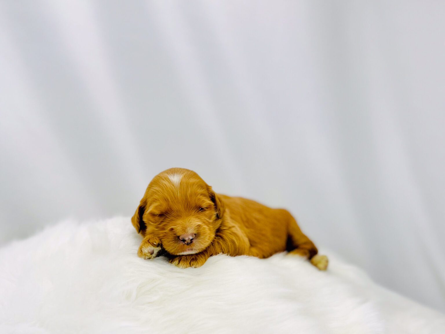 I am just a tiny baby and would love to join your family soon! Of course, you can’t see how cute and curly I will be when I get older, so the Dog Club will send updated photos when I am about 6 to 7 weeks old, if you choose to adopt me. Infant puppy deposits are refundable or transferrable.