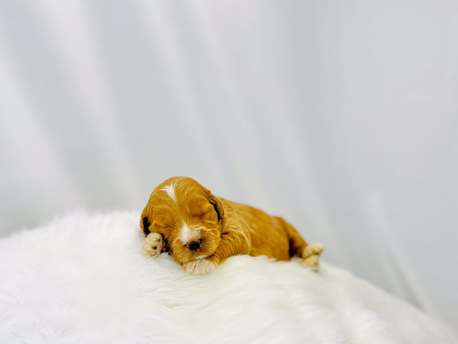 I am just a tiny baby and would love to join your family soon! Of course, you can’t see how cute and curly I will be when I get older, so the Dog Club will send updated photos when I am about 6 to 7 weeks old, if you choose to adopt me. Infant puppy deposits are refundable or transferrable.