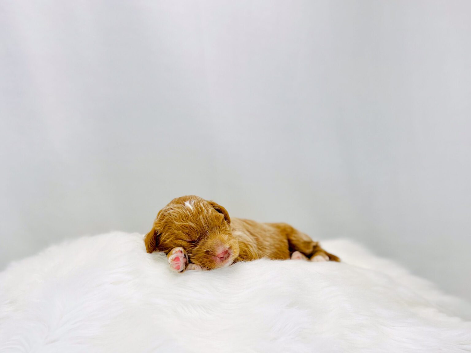 I am just a tiny baby and would love to join your family soon! Of course, you can’t see how cute and curly I will be when I get older, so the Dog Club will send updated photos when I am about 6 to 7 weeks old, if you choose to adopt me. Infant puppy deposits are refundable or transferrable.