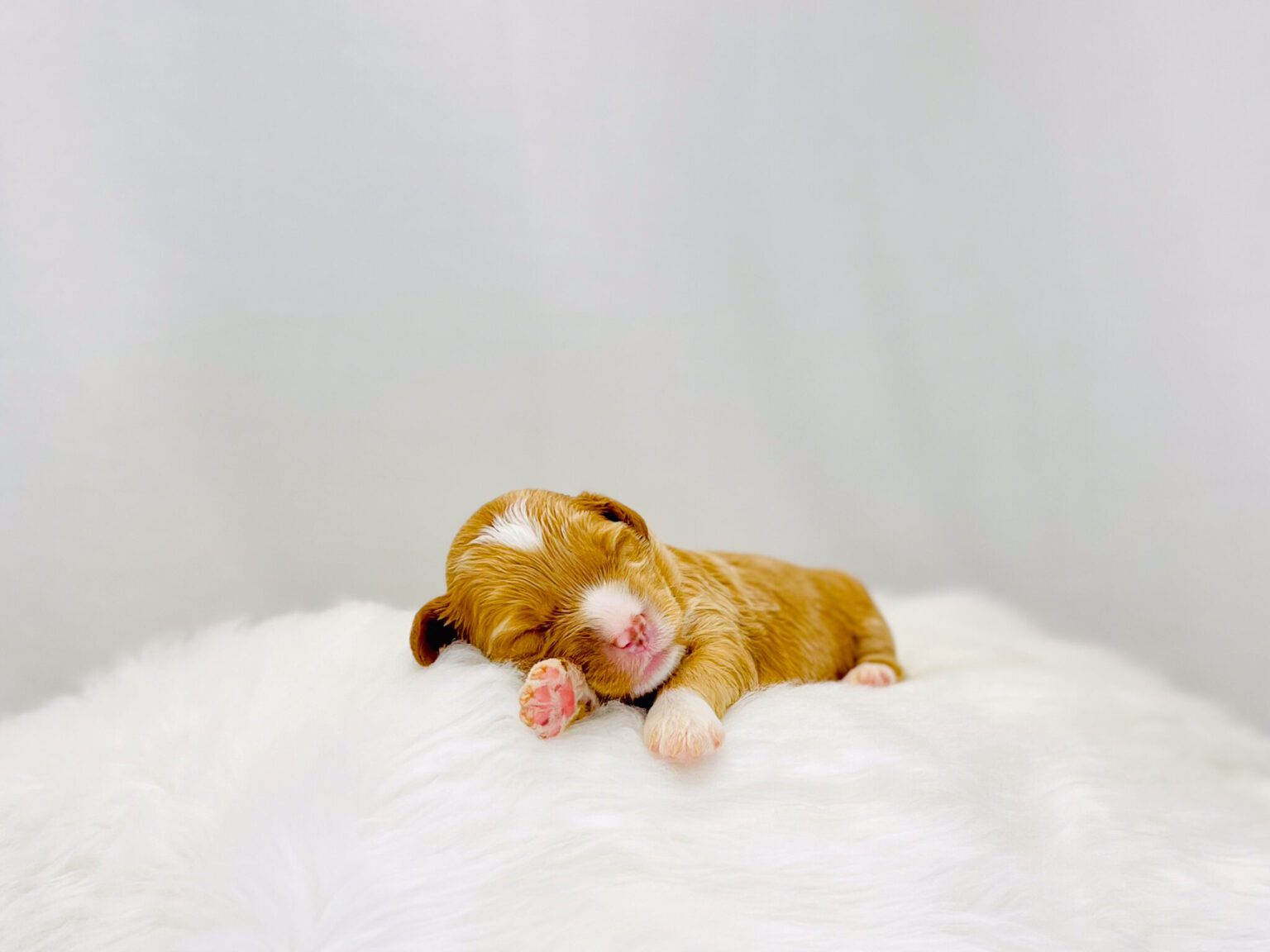 I am just a tiny baby and would love to join your family soon! Of course, you can’t see how cute and curly I will be when I get older, so the Dog Club will send updated photos when I am about 6 to 7 weeks old, if you choose to adopt me. Infant puppy deposits are refundable or transferrable.