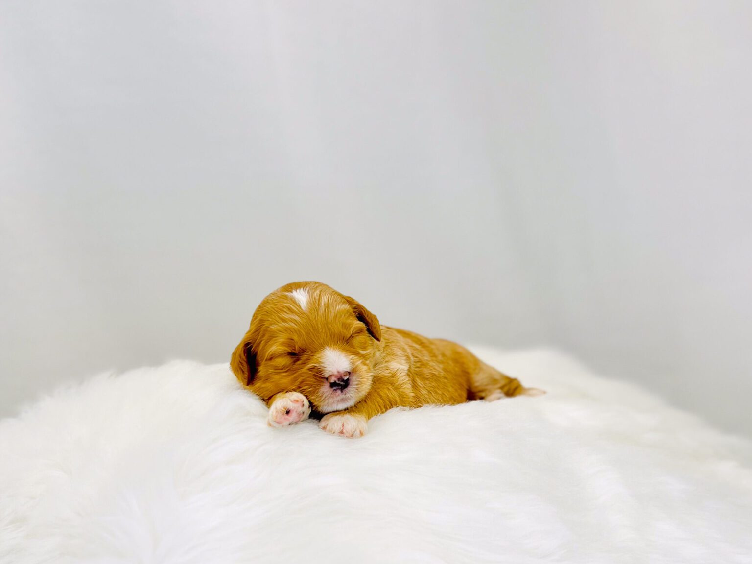 I am just a tiny baby and would love to join your family soon! Of course, you can’t see how cute and curly I will be when I get older, so the Dog Club will send updated photos when I am about 6 to 7 weeks old, if you choose to adopt me. Infant puppy deposits are refundable or transferrable.