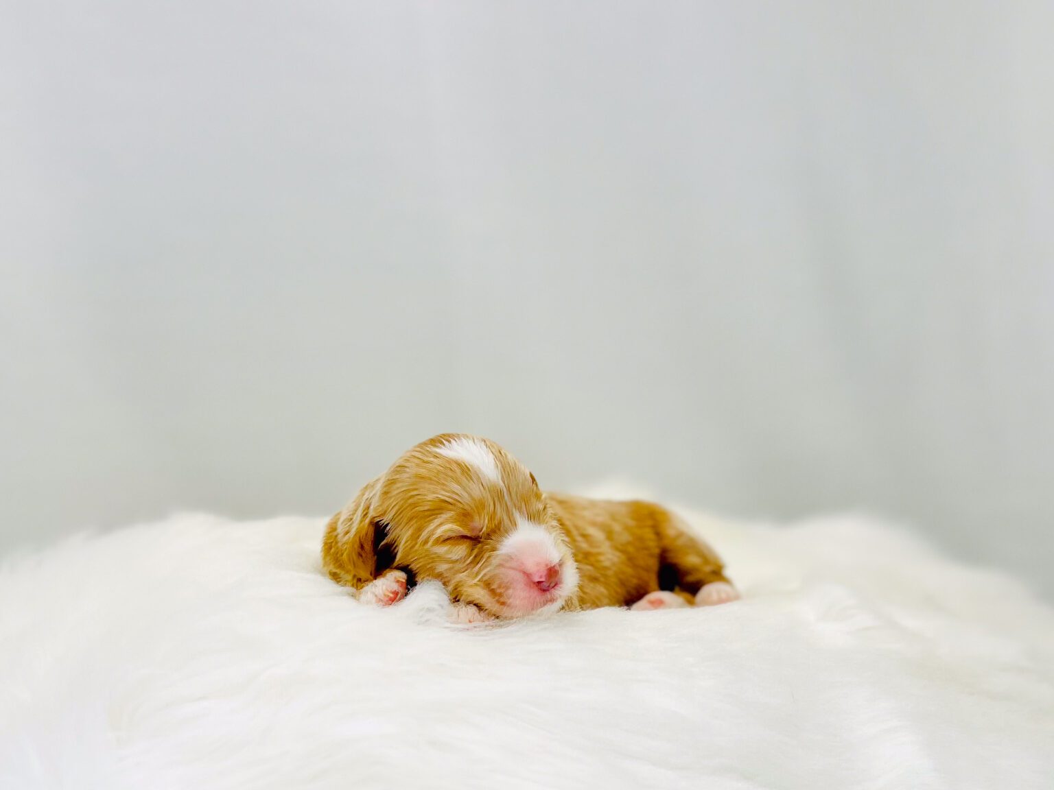 I am just a tiny baby and would love to join your family soon! Of course, you can’t see how cute and curly I will be when I get older, so the Dog Club will send updated photos when I am about 6 to 7 weeks old, if you choose to adopt me. Infant puppy deposits are refundable or transferrable.