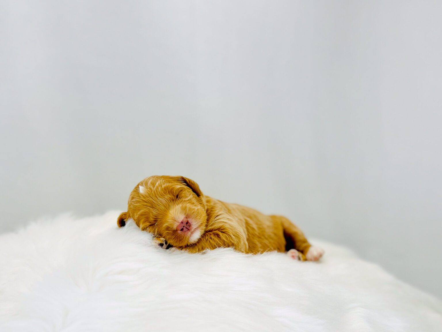 I am just a tiny baby and would love to join your family soon! Of course, you can’t see how cute and curly I will be when I get older, so the Dog Club will send updated photos when I am about 6 to 7 weeks old, if you choose to adopt me. Infant puppy deposits are refundable or transferrable.