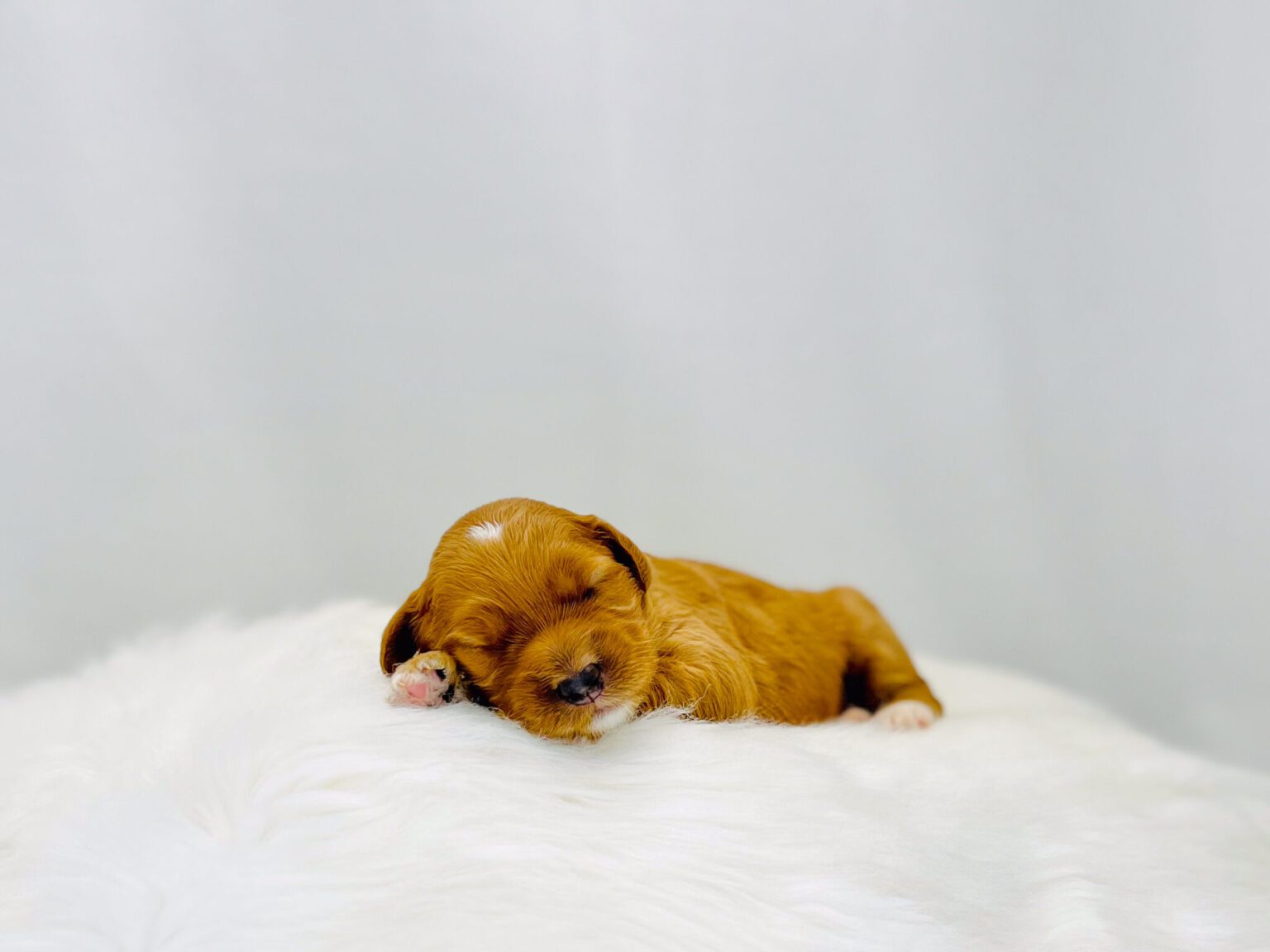 I am just a tiny baby and would love to join your family soon! Of course, you can’t see how cute and curly I will be when I get older, so the Dog Club will send updated photos when I am about 6 to 7 weeks old, if you choose to adopt me. Infant puppy deposits are refundable or transferrable.