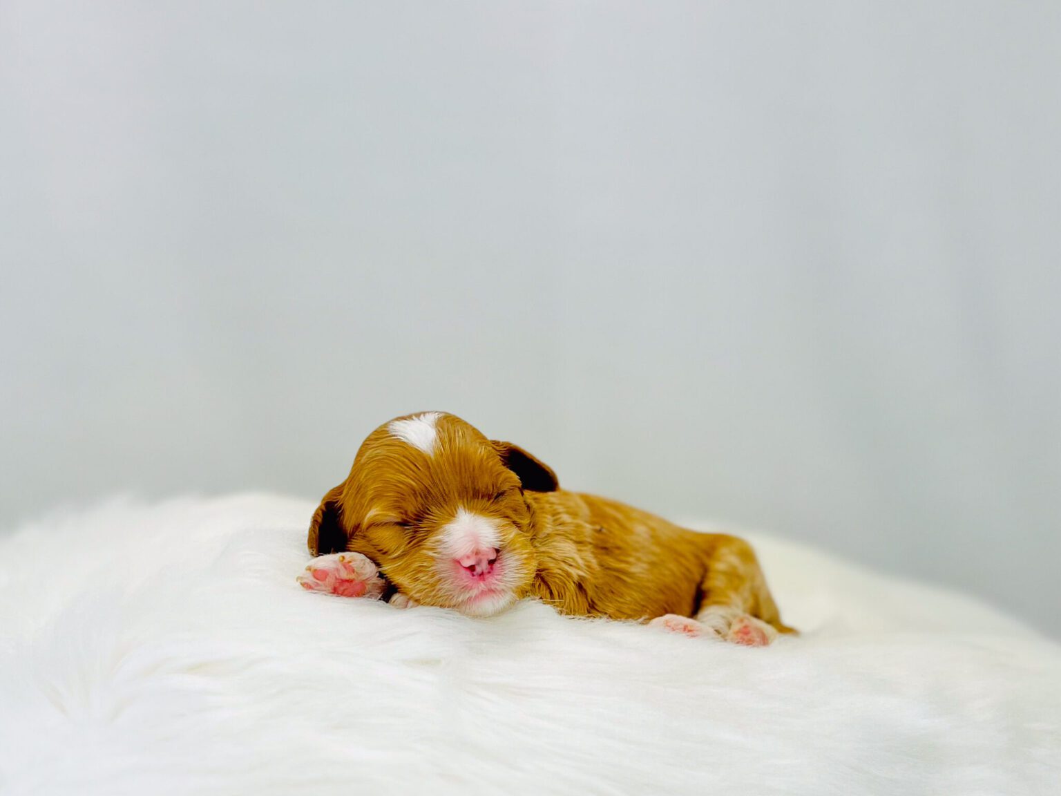 I am just a tiny baby and would love to join your family soon! Of course, you can’t see how cute and curly I will be when I get older, so the Dog Club will send updated photos when I am about 6 to 7 weeks old, if you choose to adopt me. Infant puppy deposits are refundable or transferrable.