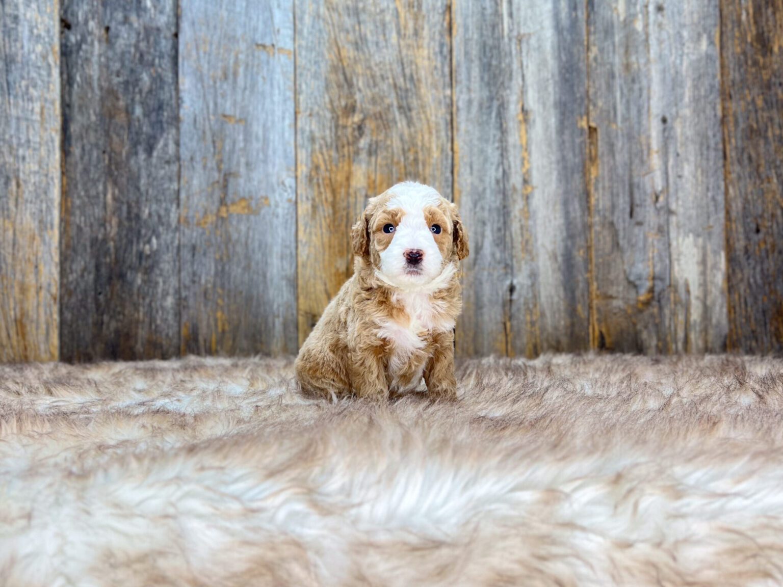 I am just a tiny baby and would love to join your family soon! Of course, you can’t see how cute and curly I will be when I get older, so the Dog Club will send updated photos when I am about 6 to 7 weeks old, if you choose to adopt me. Infant puppy deposits are refundable or transferrable.